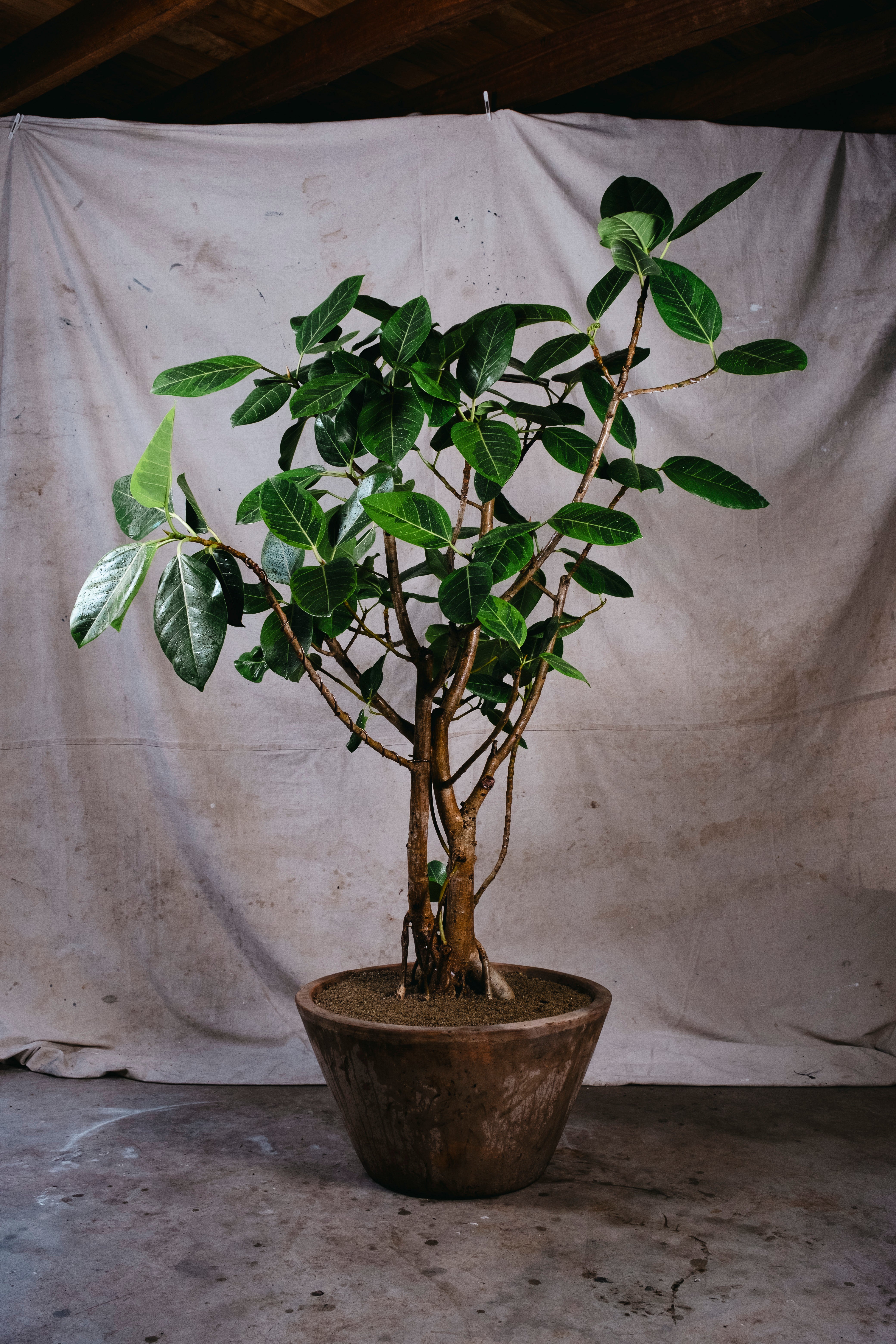 FICUS ELASTICA LEMON N LIME RUBBER TREE | 1.8M GNARLED TREE IN TERRACOTTA PLANTER