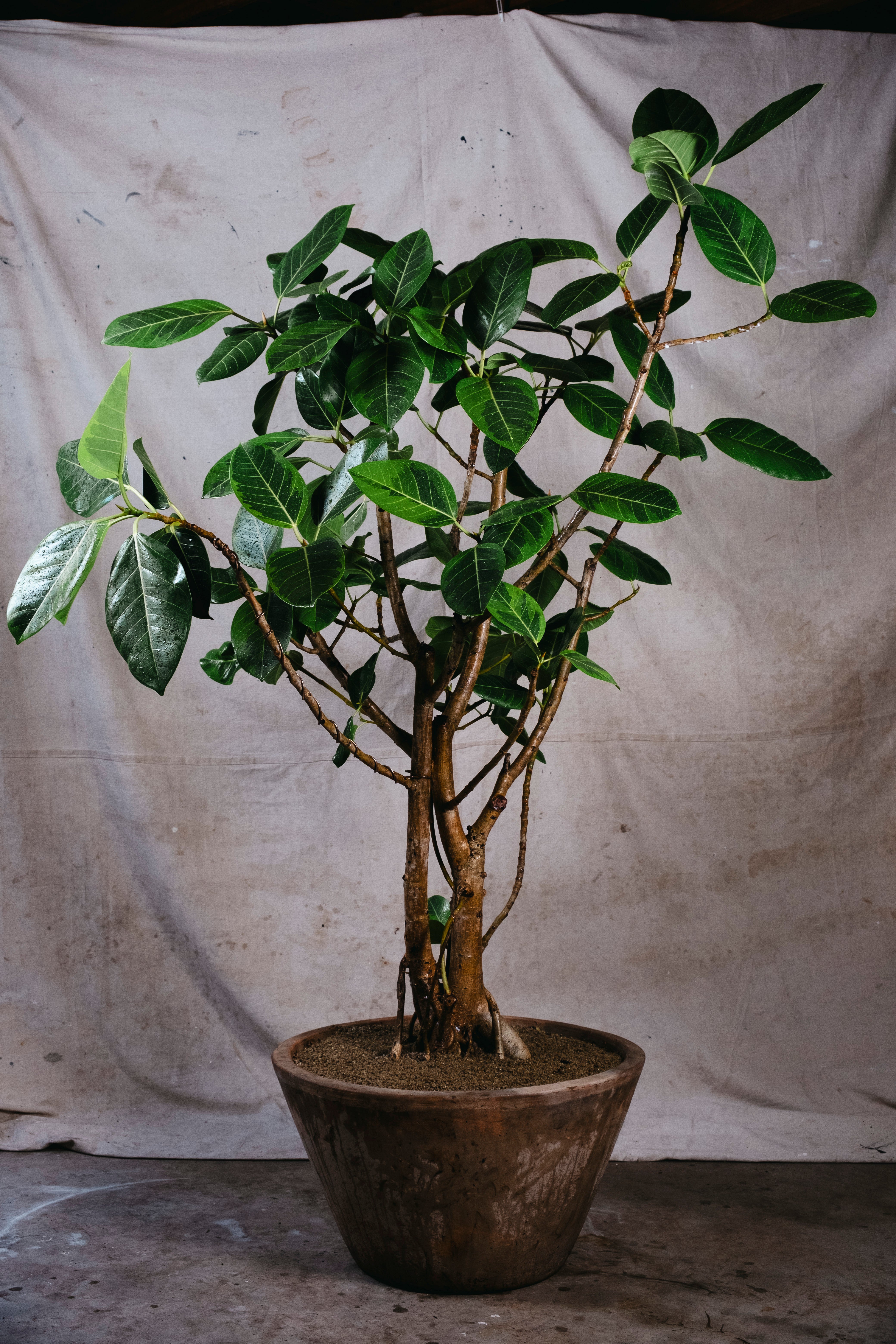 FICUS ELASTICA LEMON N LIME RUBBER TREE | 1.8M GNARLED TREE IN TERRACOTTA PLANTER