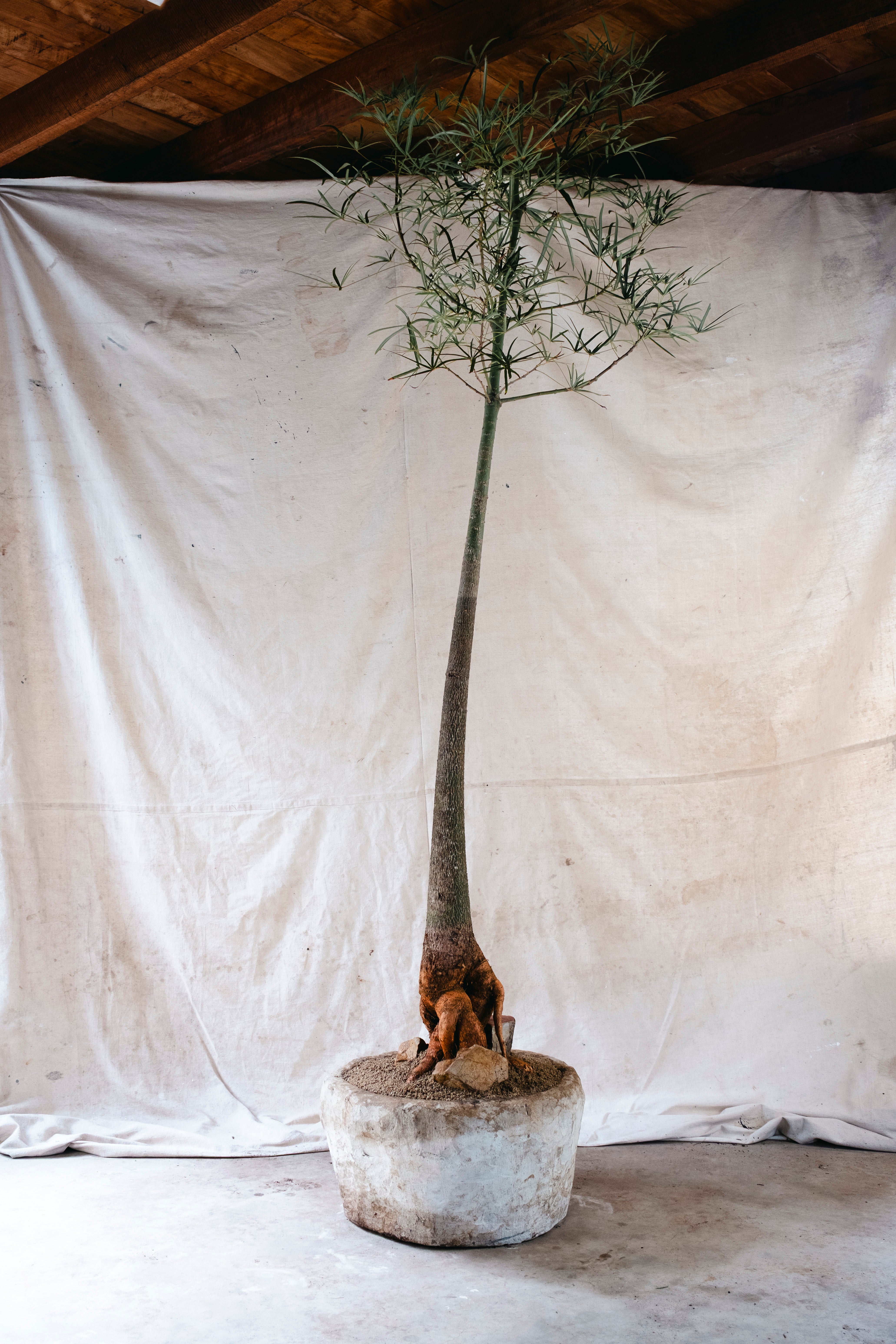 BRACHYCHITON RUPESTRIS Queensland Bottle Tree | 2.4m Architectural Specimen in Indonesian Limestone Planter
