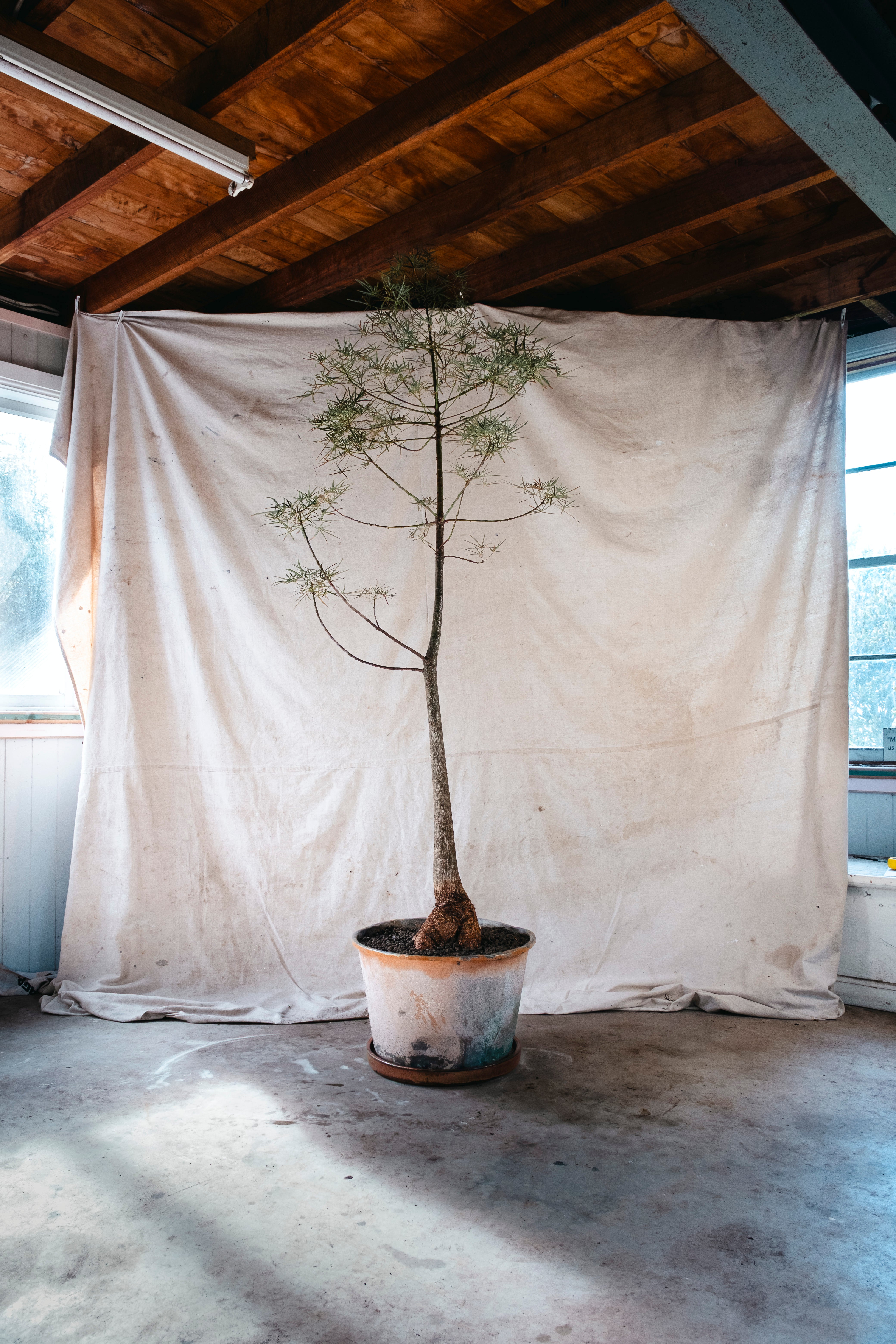 BRACHYCHITON RUPESTRIS Queensland Bottle Tree | 2.4m Architectural Specimen in Vintage Copper Planter