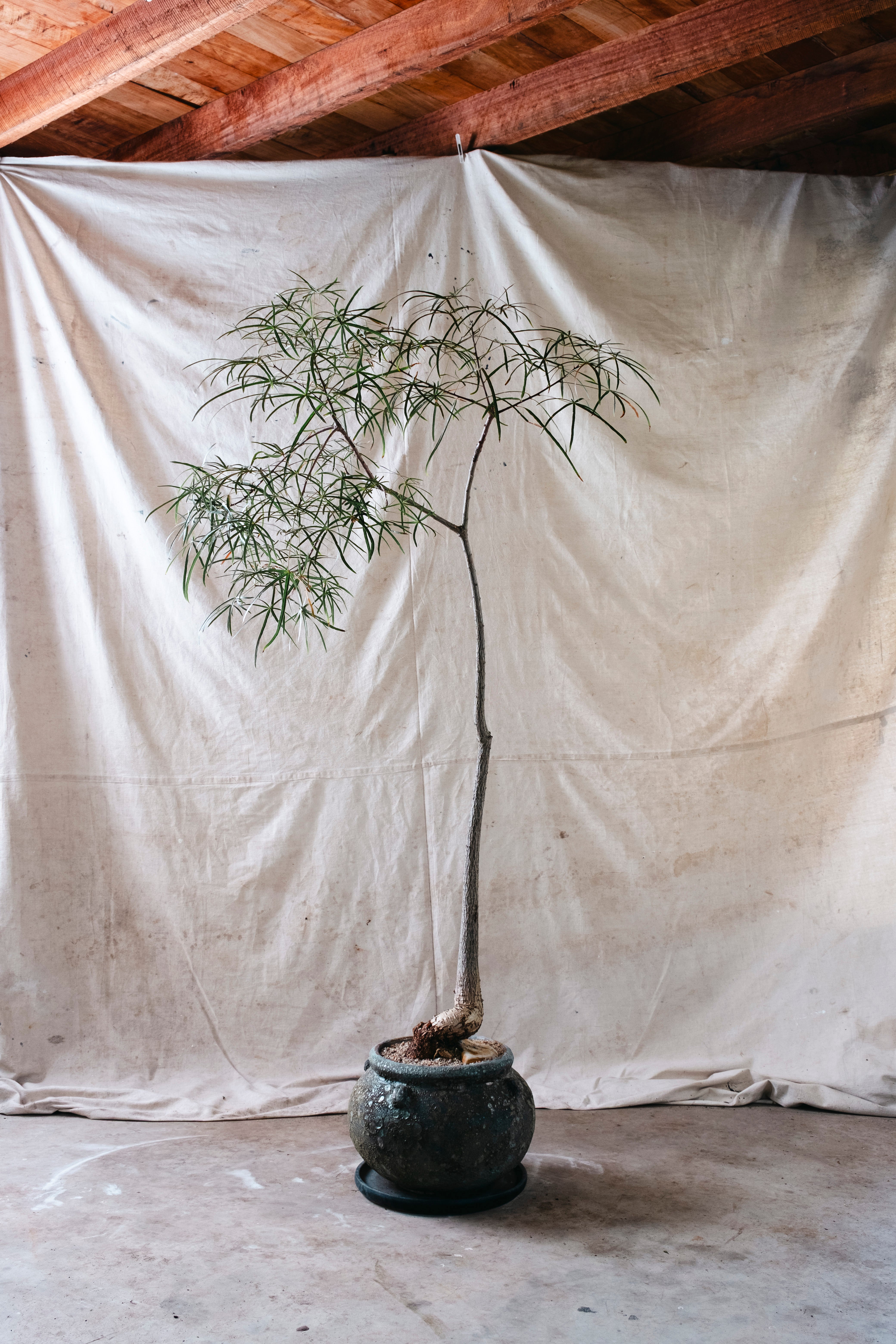 BRACHYCHITON RUPESTRIS Queensland Bottle Tree | 1.7m Architectural Specimen in Terracotta Cauldron Planter