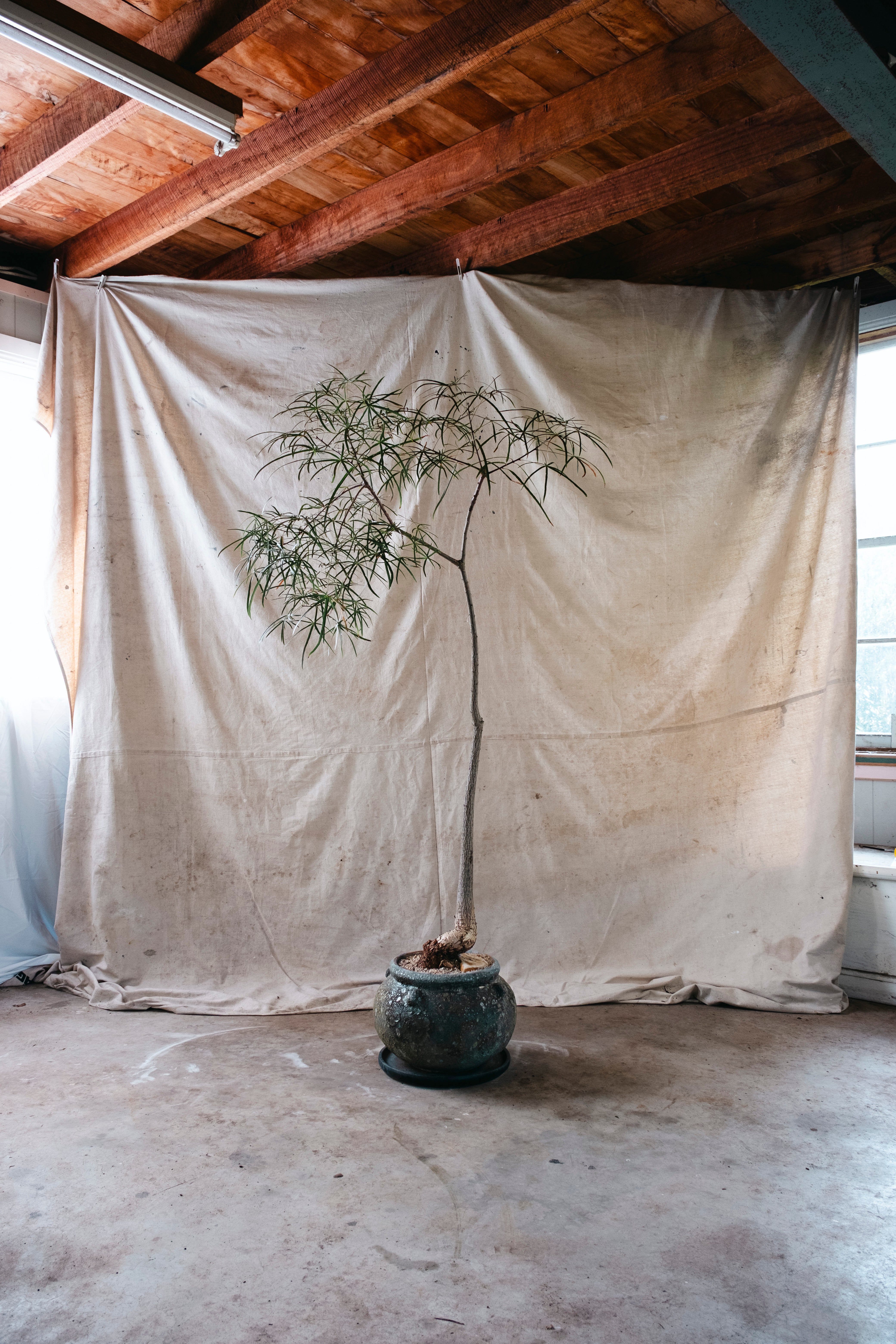 BRACHYCHITON RUPESTRIS Queensland Bottle Tree | 1.7m Architectural Specimen in Terracotta Cauldron Planter