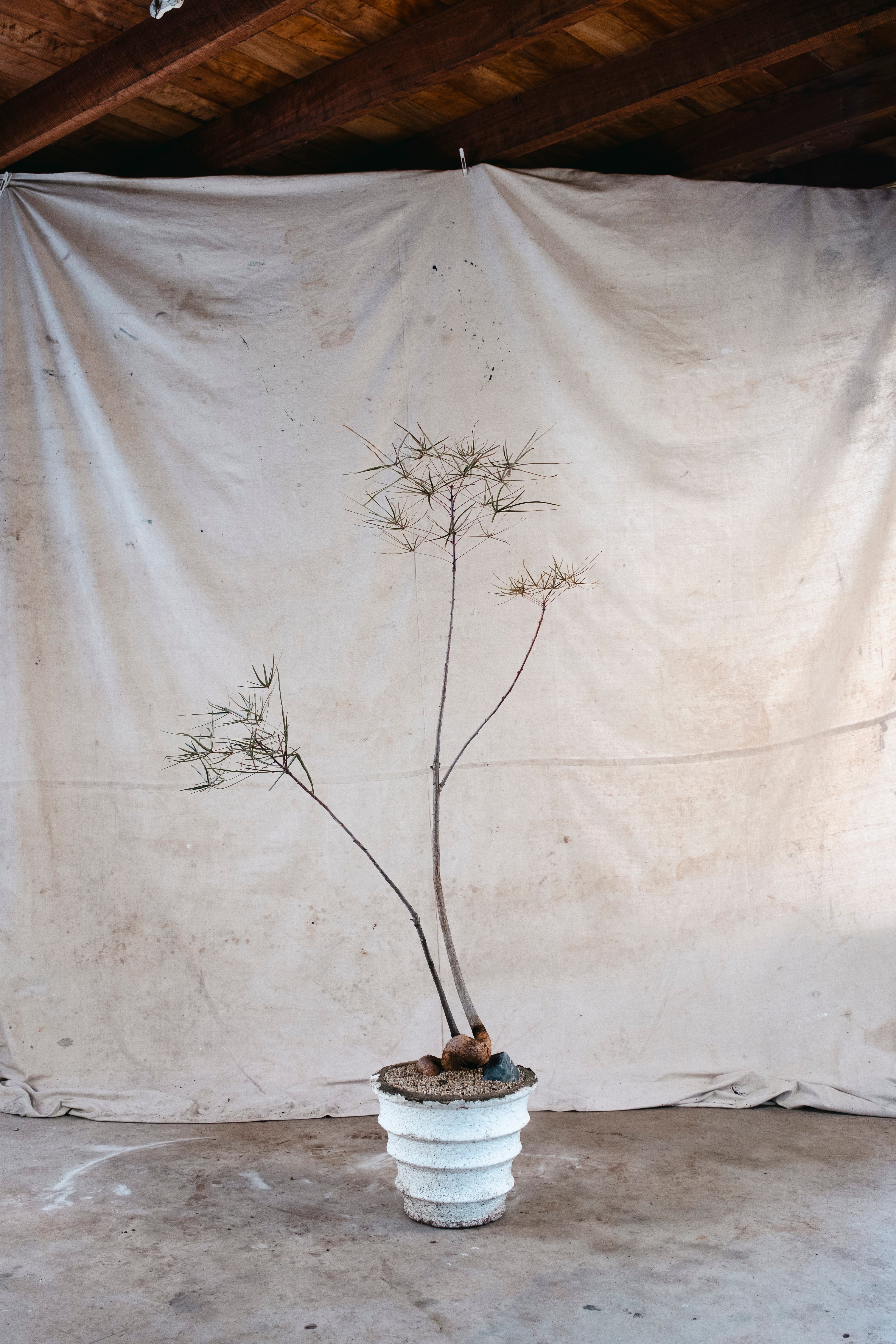 BRACHYCHITON RUPESTRIS Queensland Bottle Tree | 1.6mm Architectural Specimen in Mid Century Planter