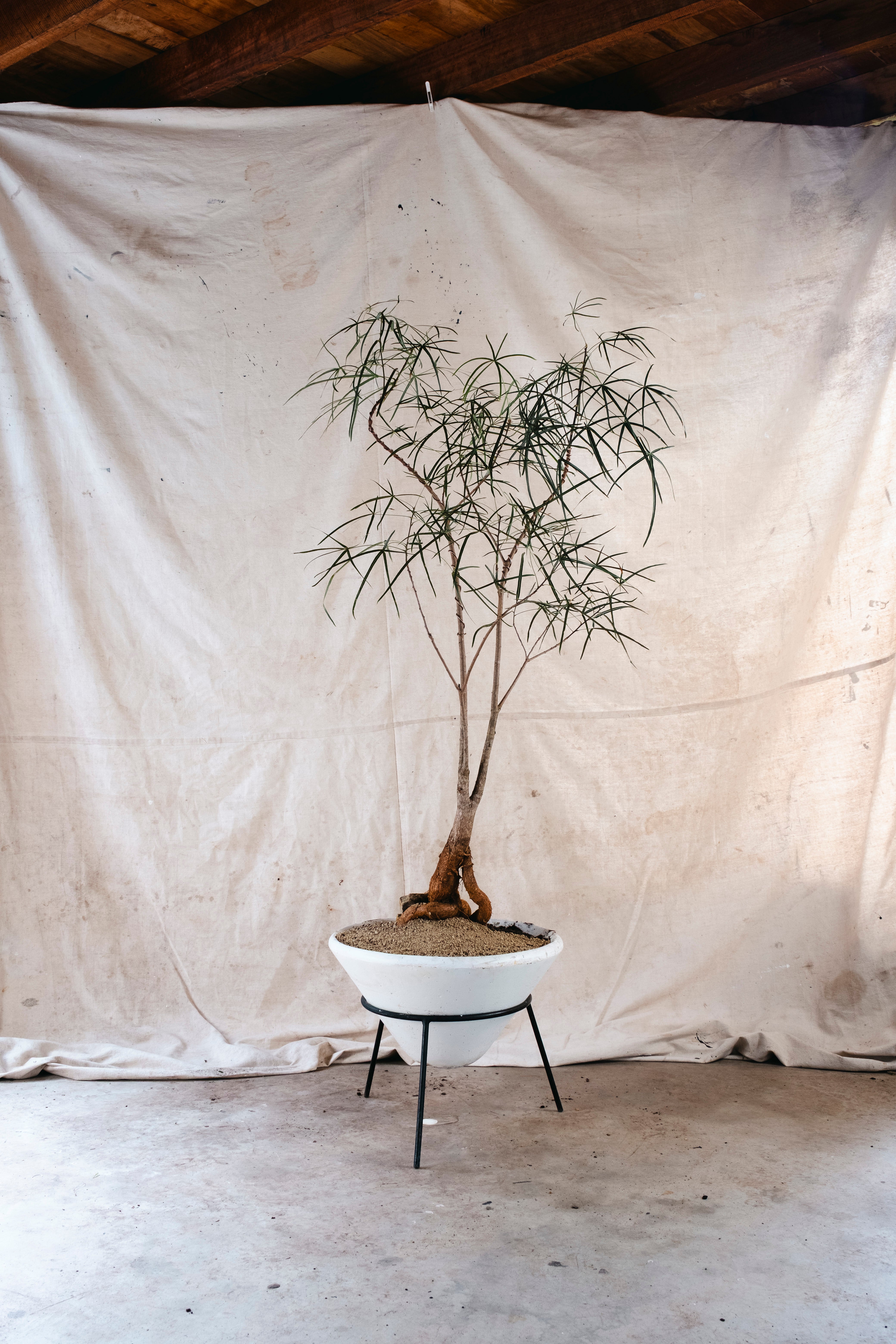 BRACHYCHITON RUPESTRIS Queensland Bottle Tree | 1.8m Architectural Specimen in Conical Planter with Stand