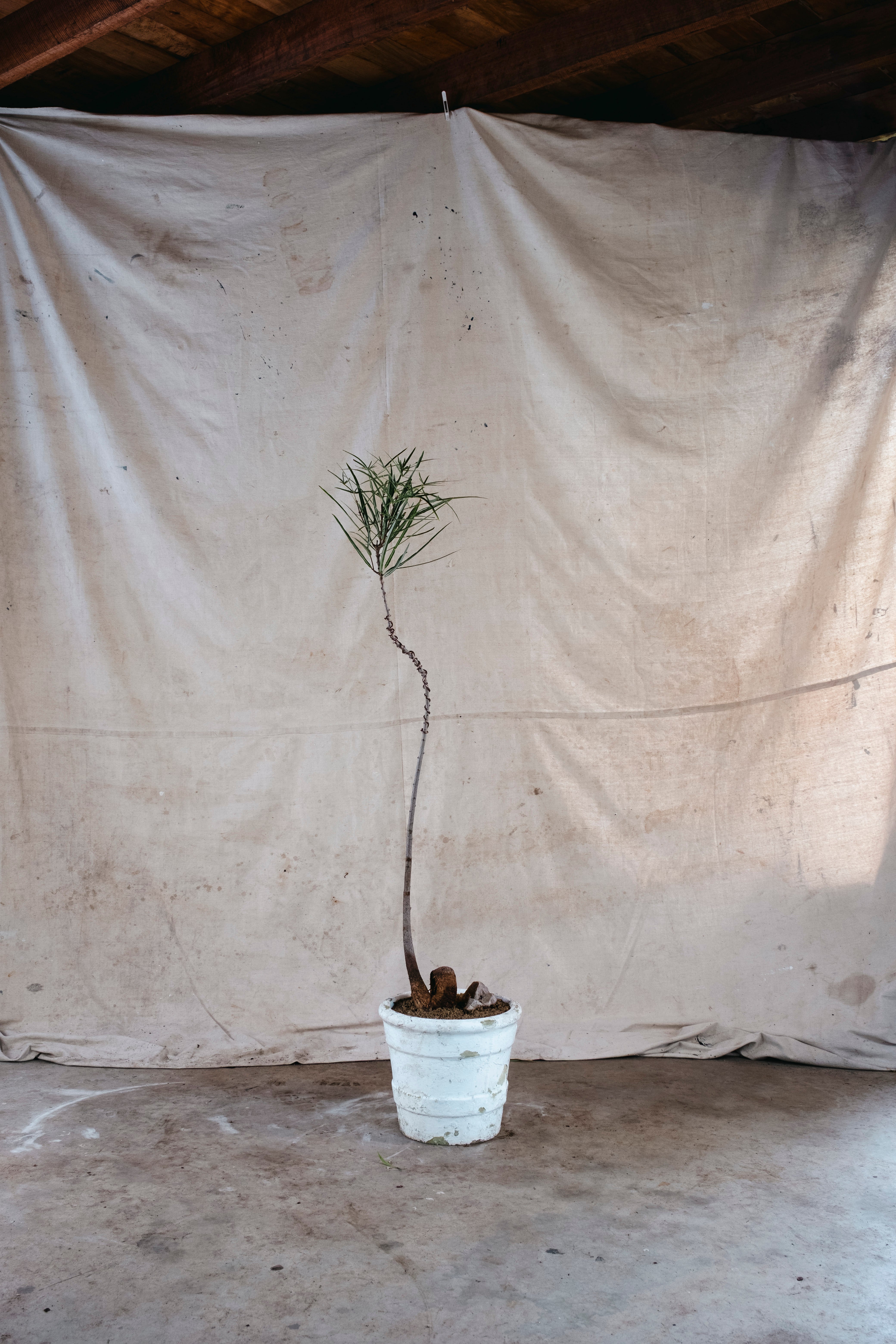 BRACHYCHITON RUPESTRIS Queensland Bottle Tree | 1.5m Wired Specimen in Mid Century Planter