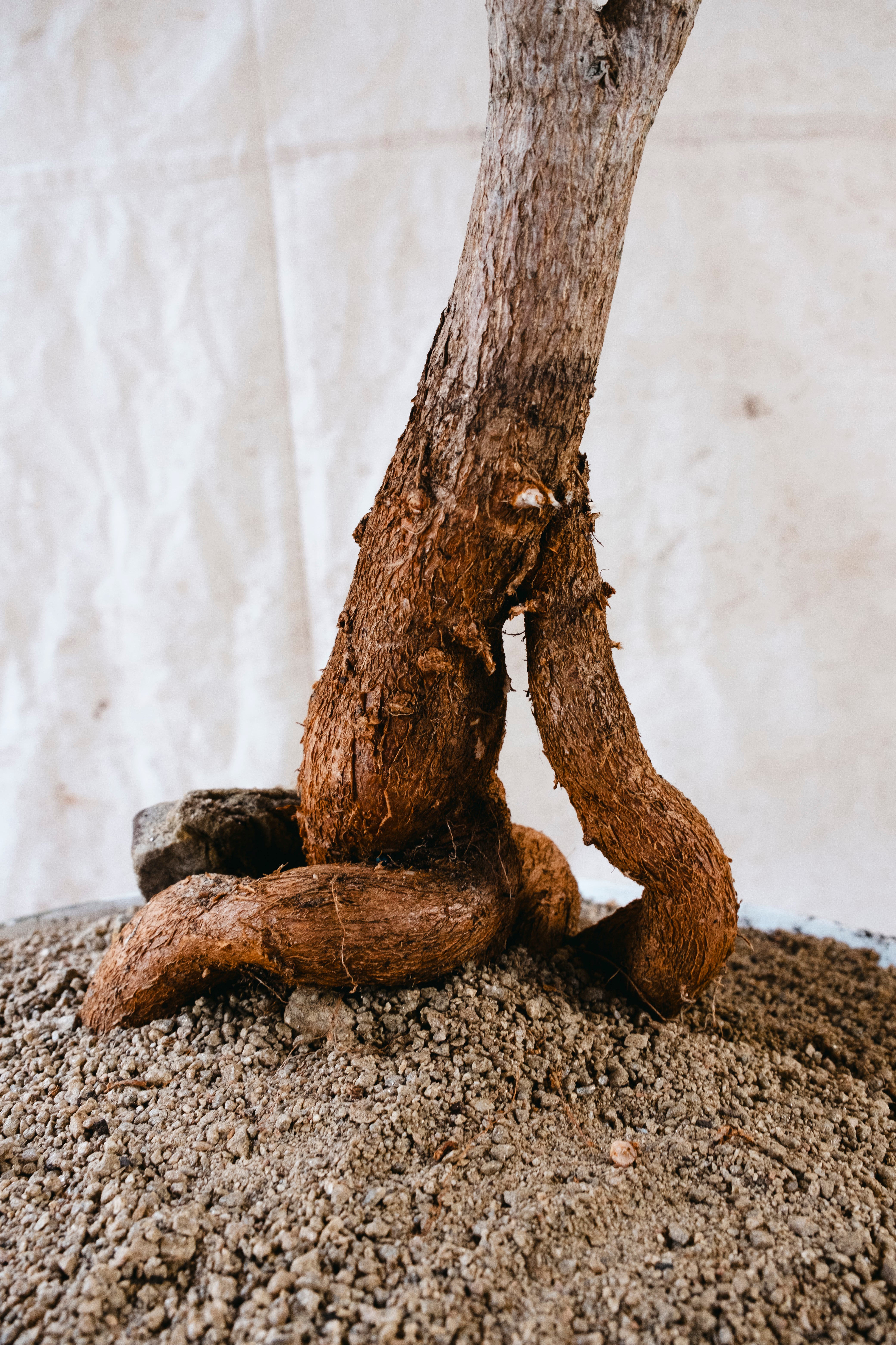BRACHYCHITON RUPESTRIS Queensland Bottle Tree | 1.8m Architectural Specimen in Conical Planter with Stand