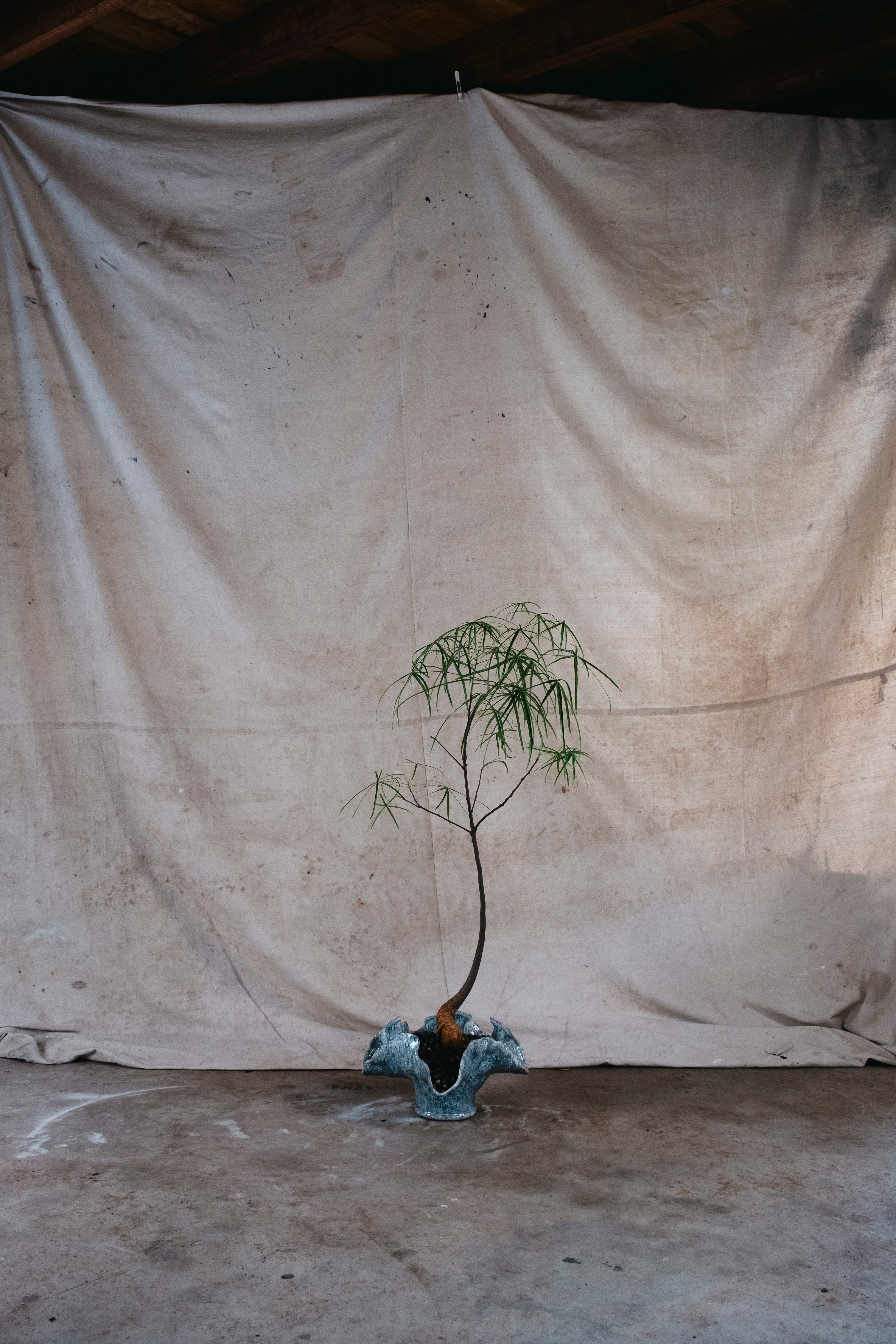 BRACHYCHITON RUPESTRIS Queensland Bottle Tree | 1.4m Architectural Specimen in Ceramic Vessel