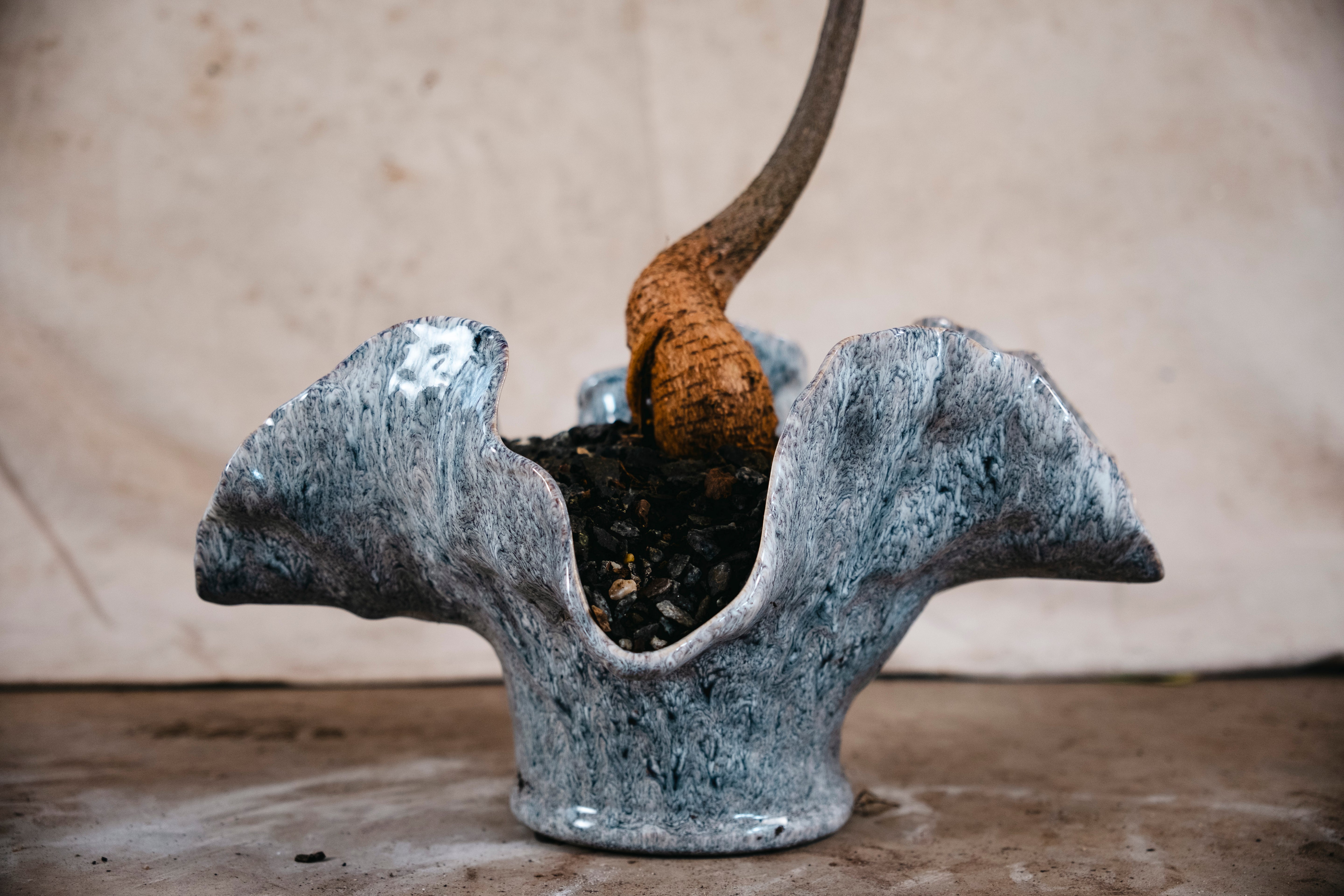 BRACHYCHITON RUPESTRIS Queensland Bottle Tree | 1.4m Architectural Specimen in Ceramic Vessel