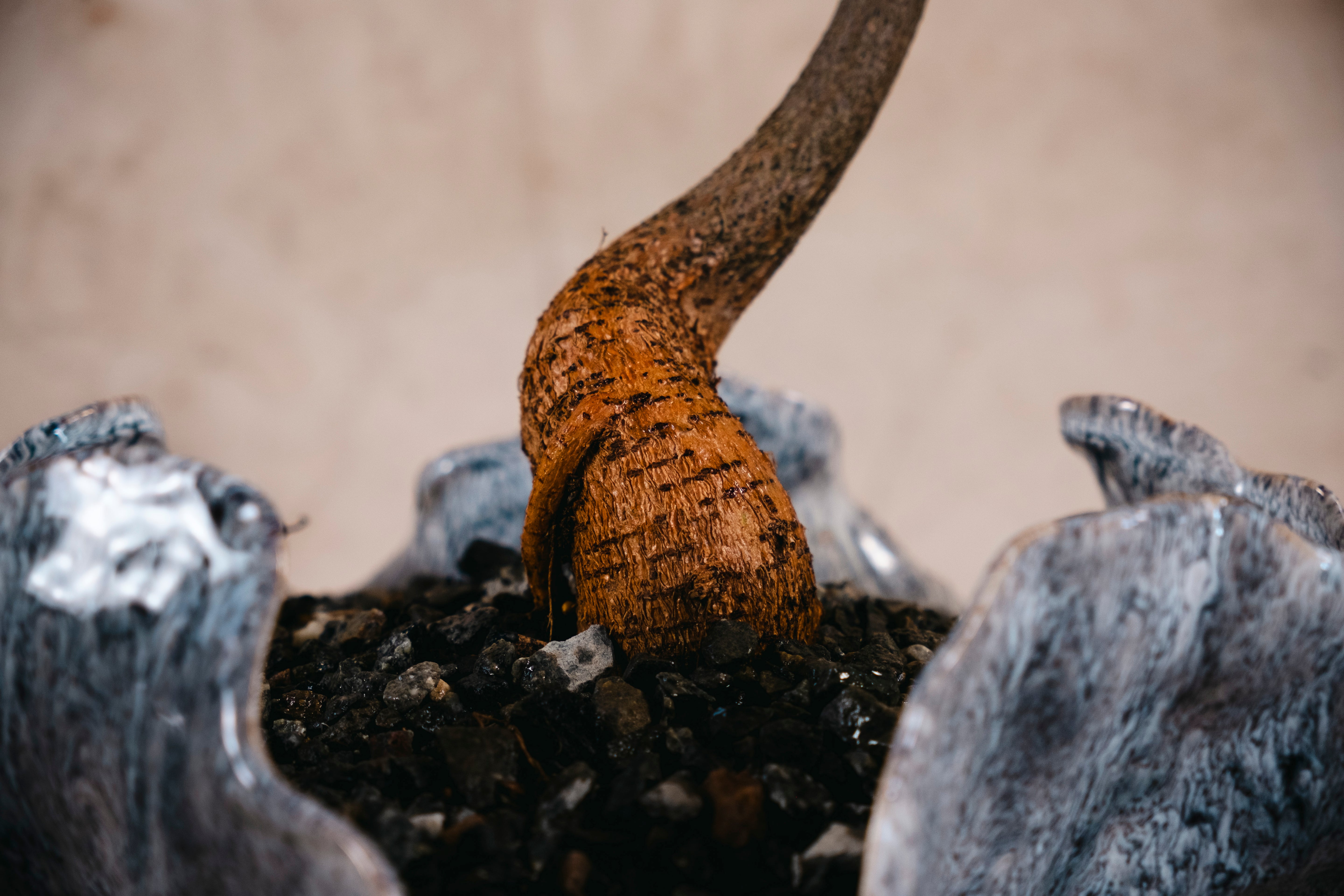 BRACHYCHITON RUPESTRIS Queensland Bottle Tree | 1.4m Architectural Specimen in Ceramic Vessel