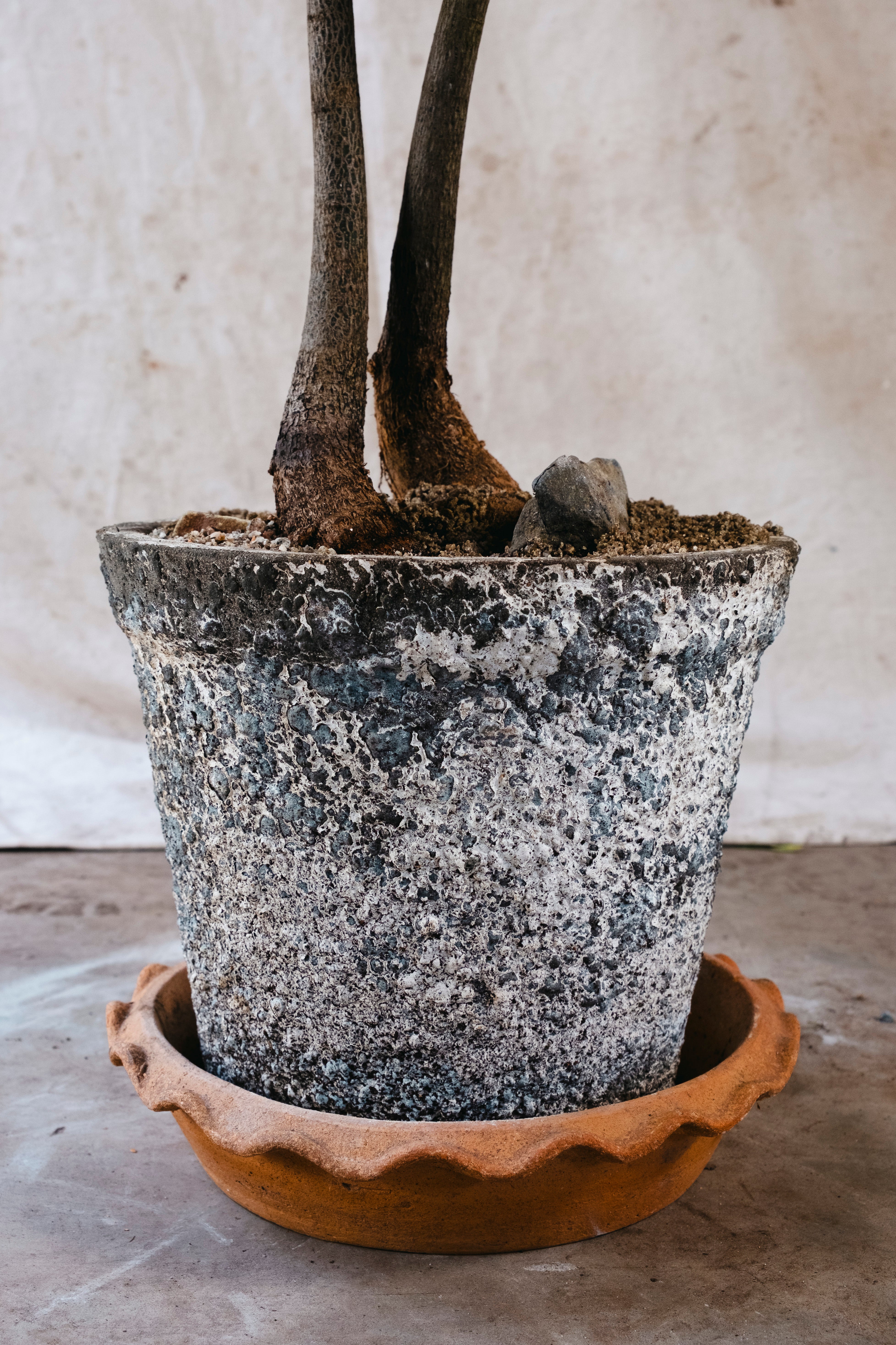 BRACHYCHITON RUPESTRIS Queensland Bottle Tree | 1.43m Architectural Specimen in Vintage Planter