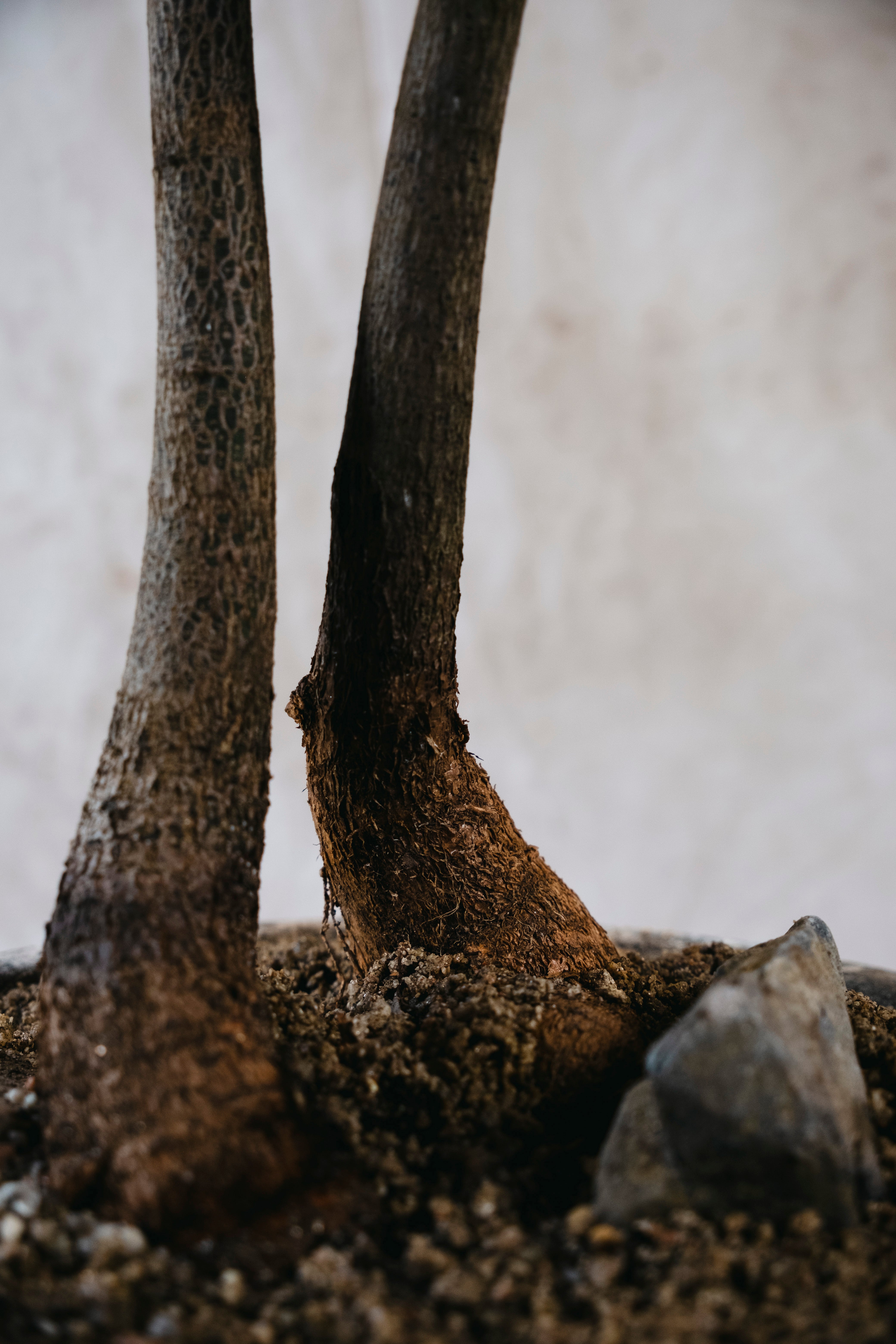 BRACHYCHITON RUPESTRIS Queensland Bottle Tree | 1.43m Architectural Specimen in Vintage Planter