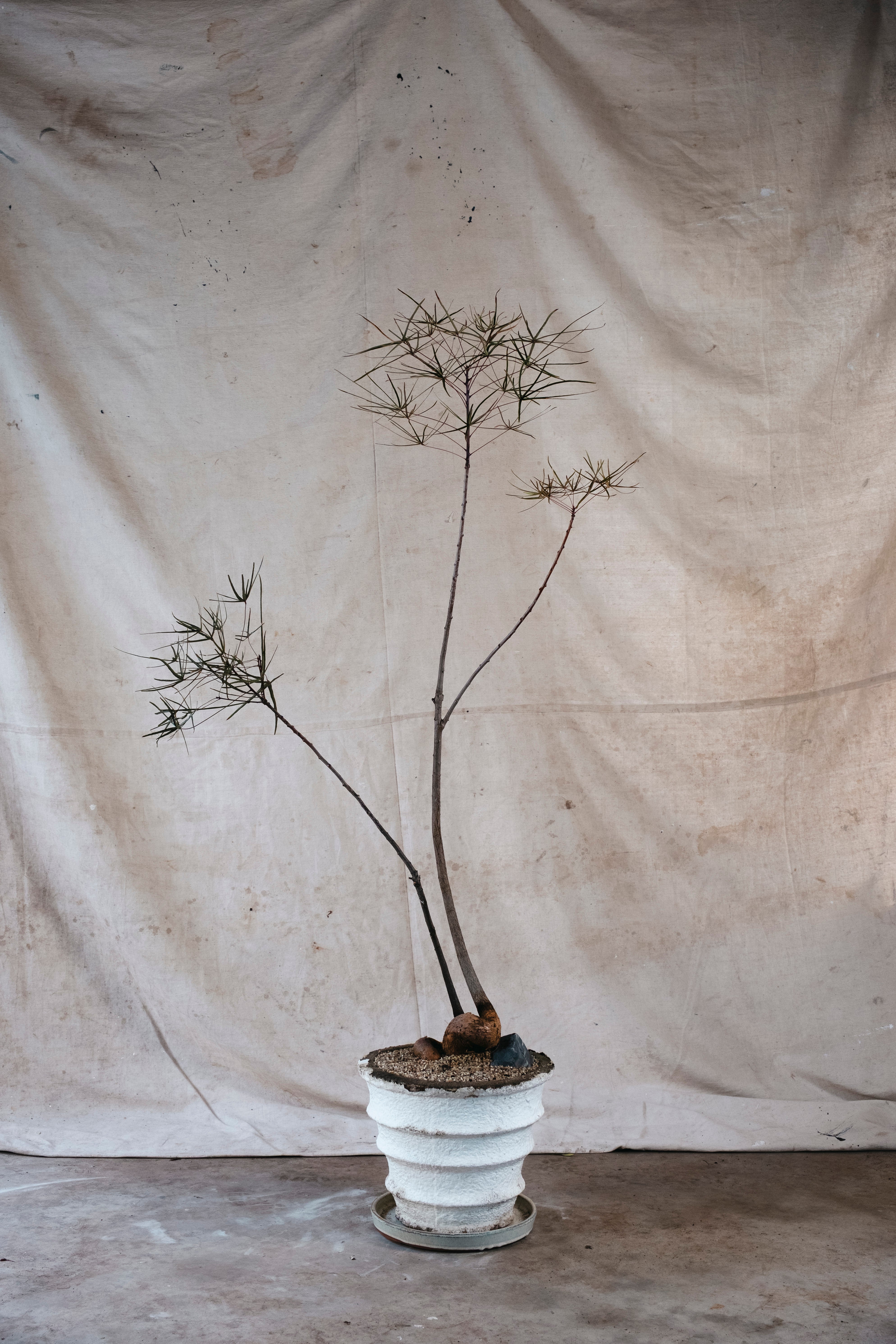 BRACHYCHITON RUPESTRIS Queensland Bottle Tree | 1.6mm Architectural Specimen in Mid Century Planter