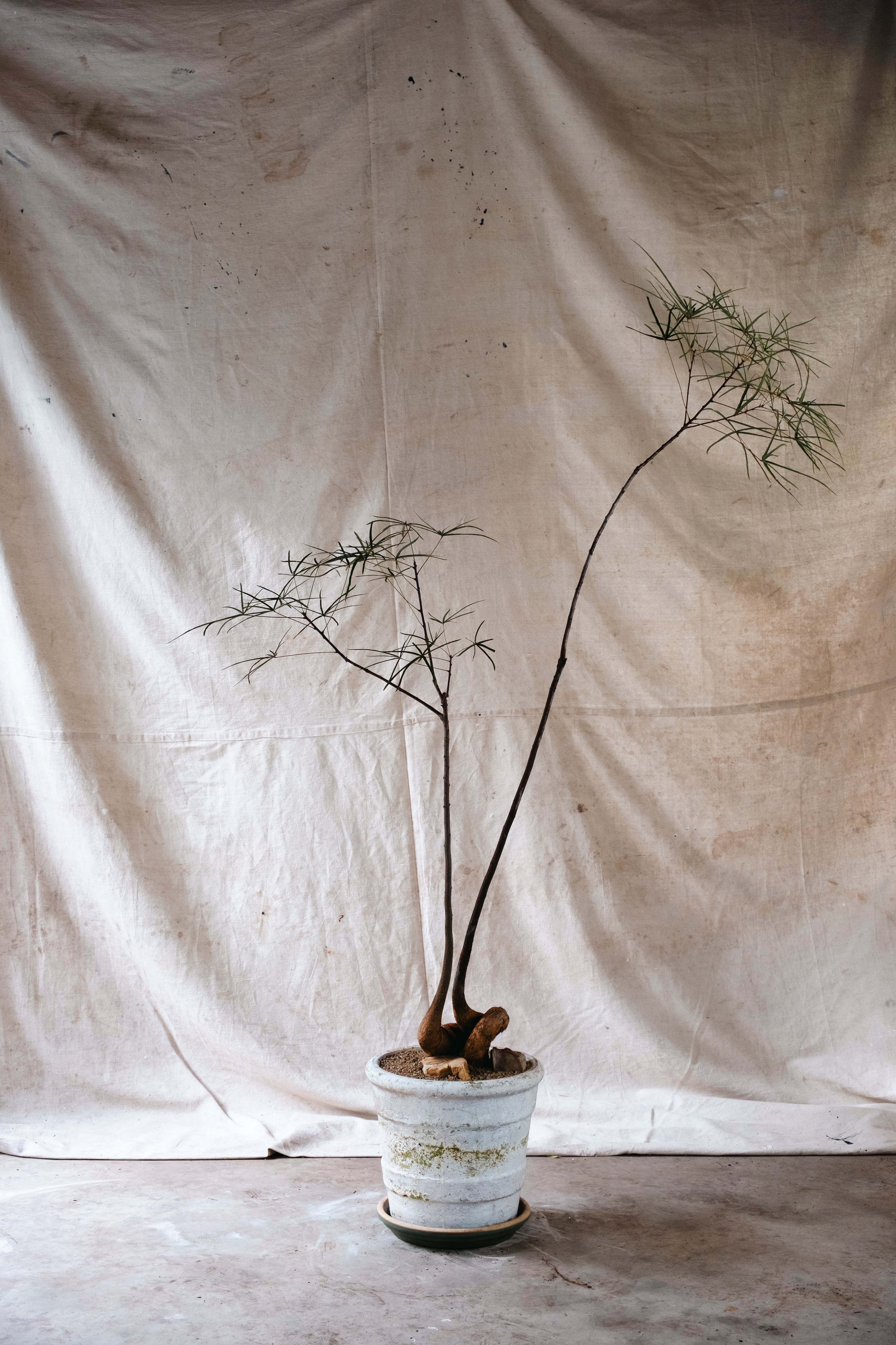 BRACHYCHITON RUPESTRIS Queensland Bottle Tree | 1.6m Double Planted Specimen in Mid Century Planter