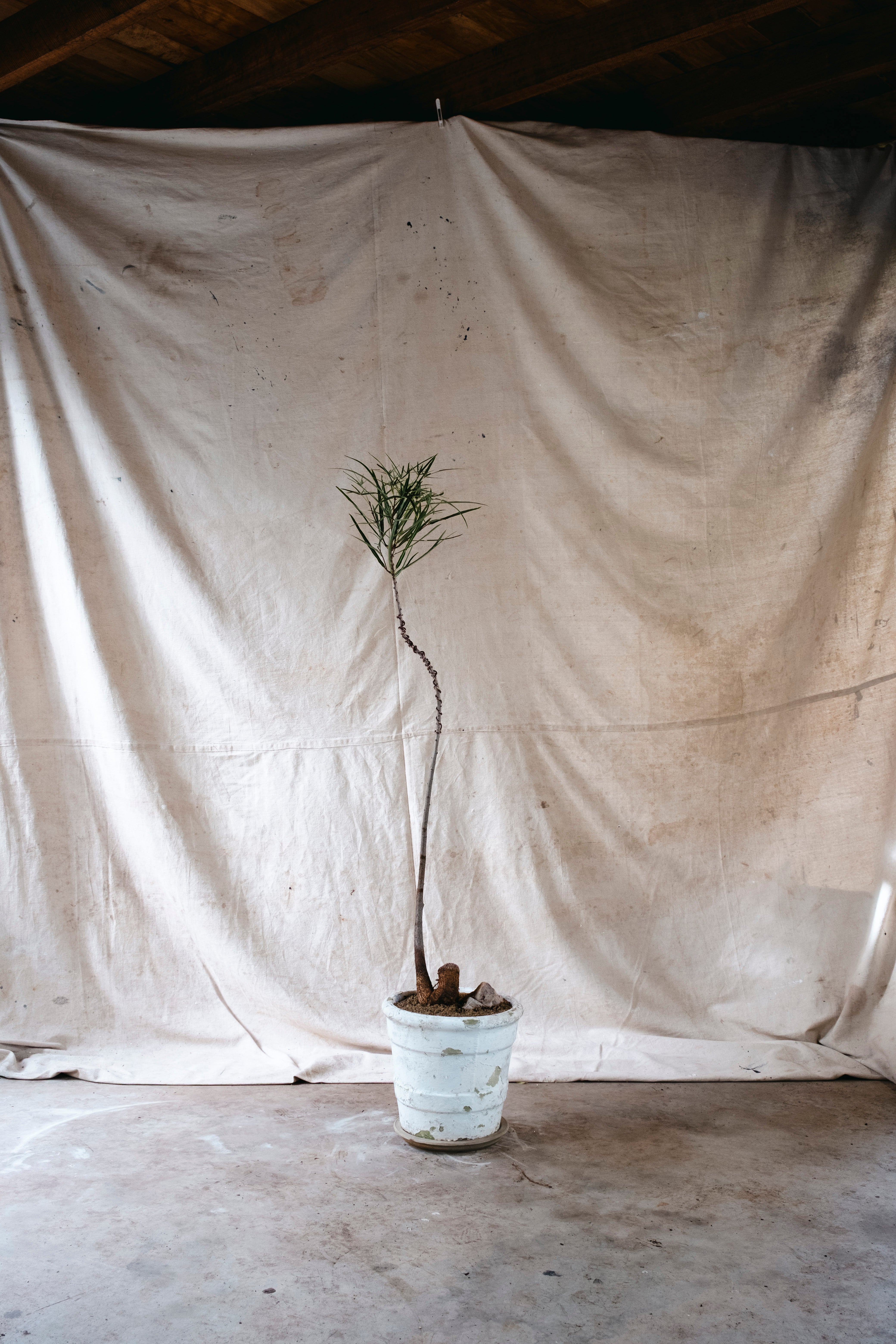 BRACHYCHITON RUPESTRIS Queensland Bottle Tree | 1.5m Wired Specimen in Mid Century Planter