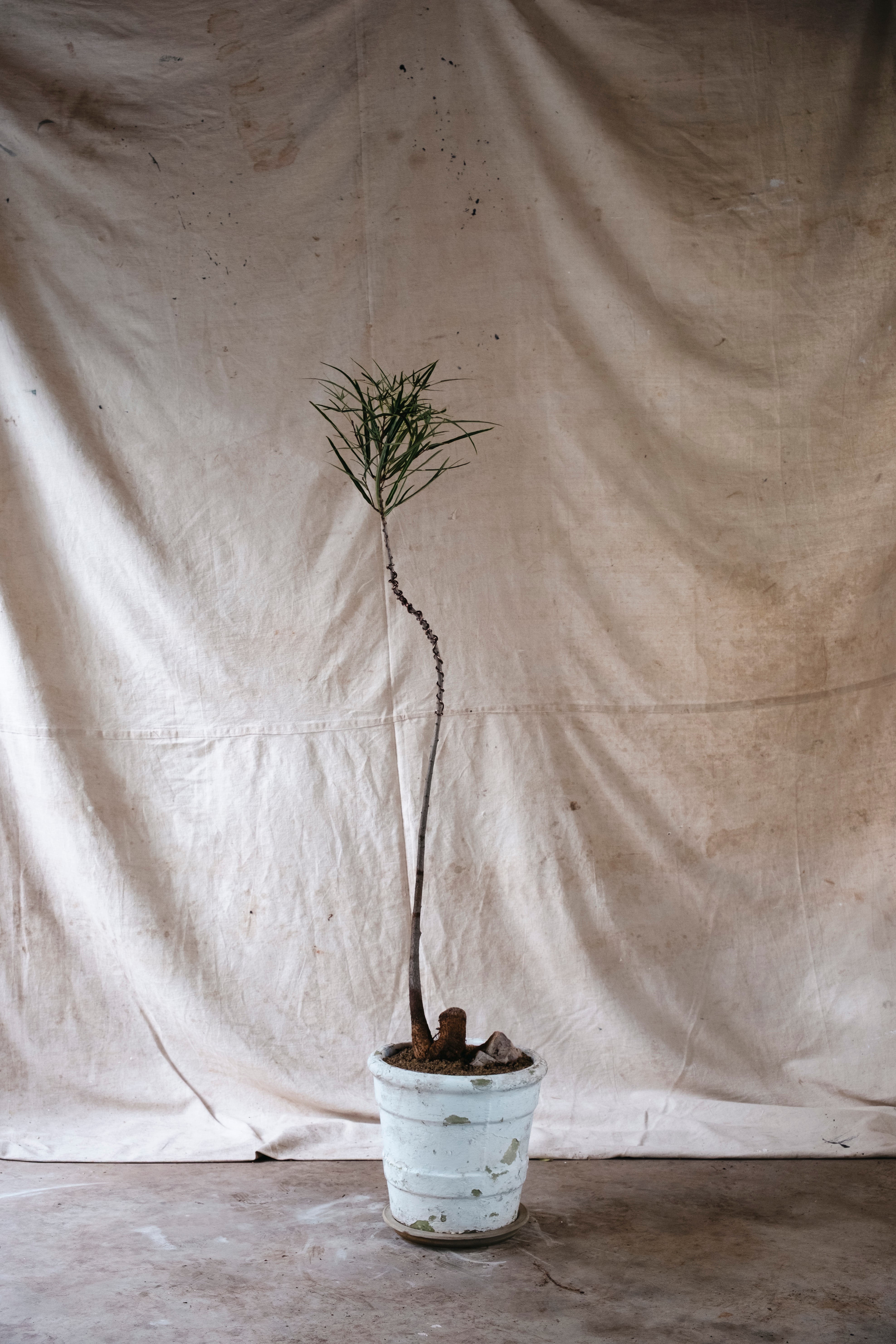 BRACHYCHITON RUPESTRIS Queensland Bottle Tree | 1.5m Wired Specimen in Mid Century Planter