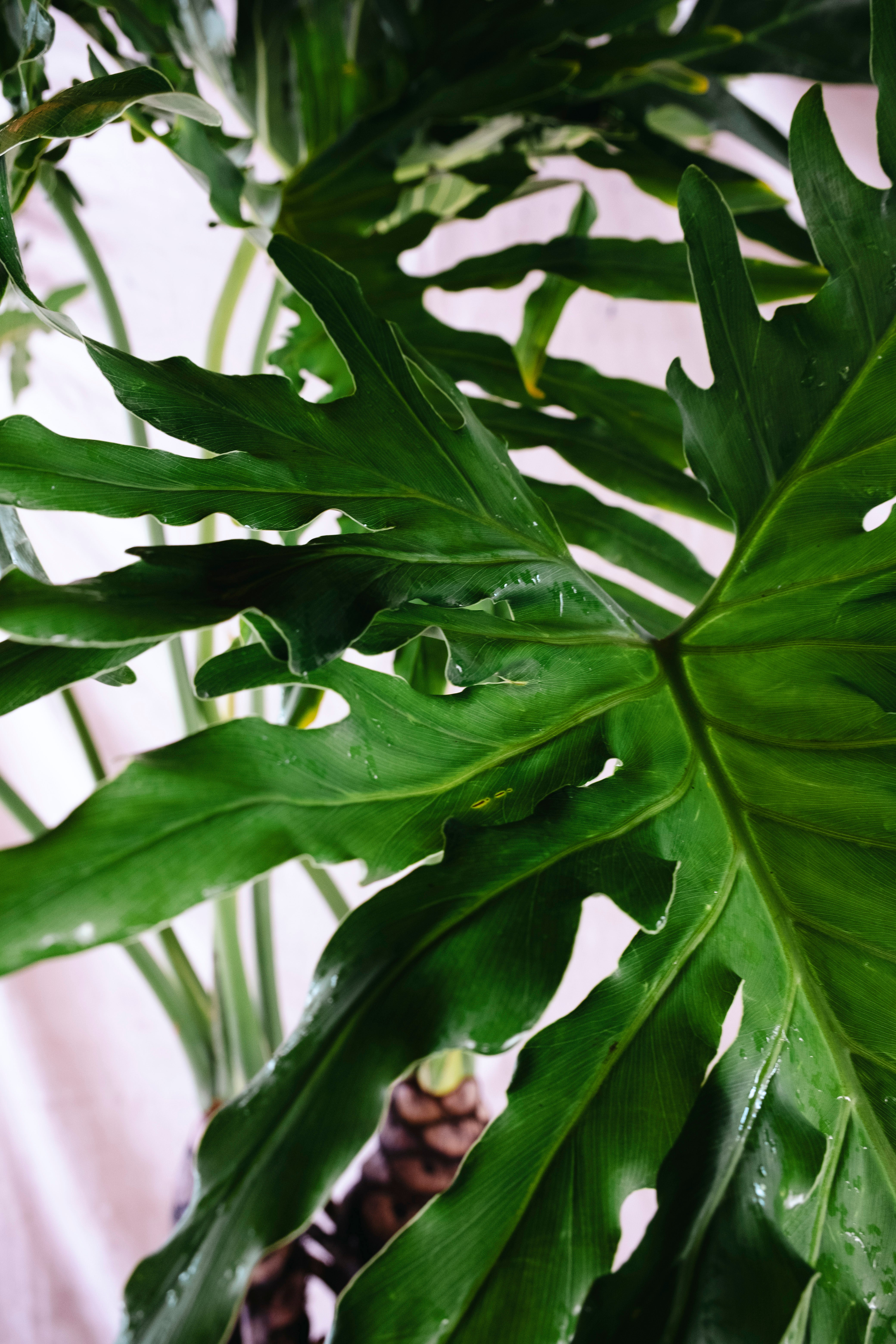 PHILODENDRON SELLOUM Tree Philodendron | 2.10m Ancient Twin Trunk Specimen in Vintage Copper Vessel