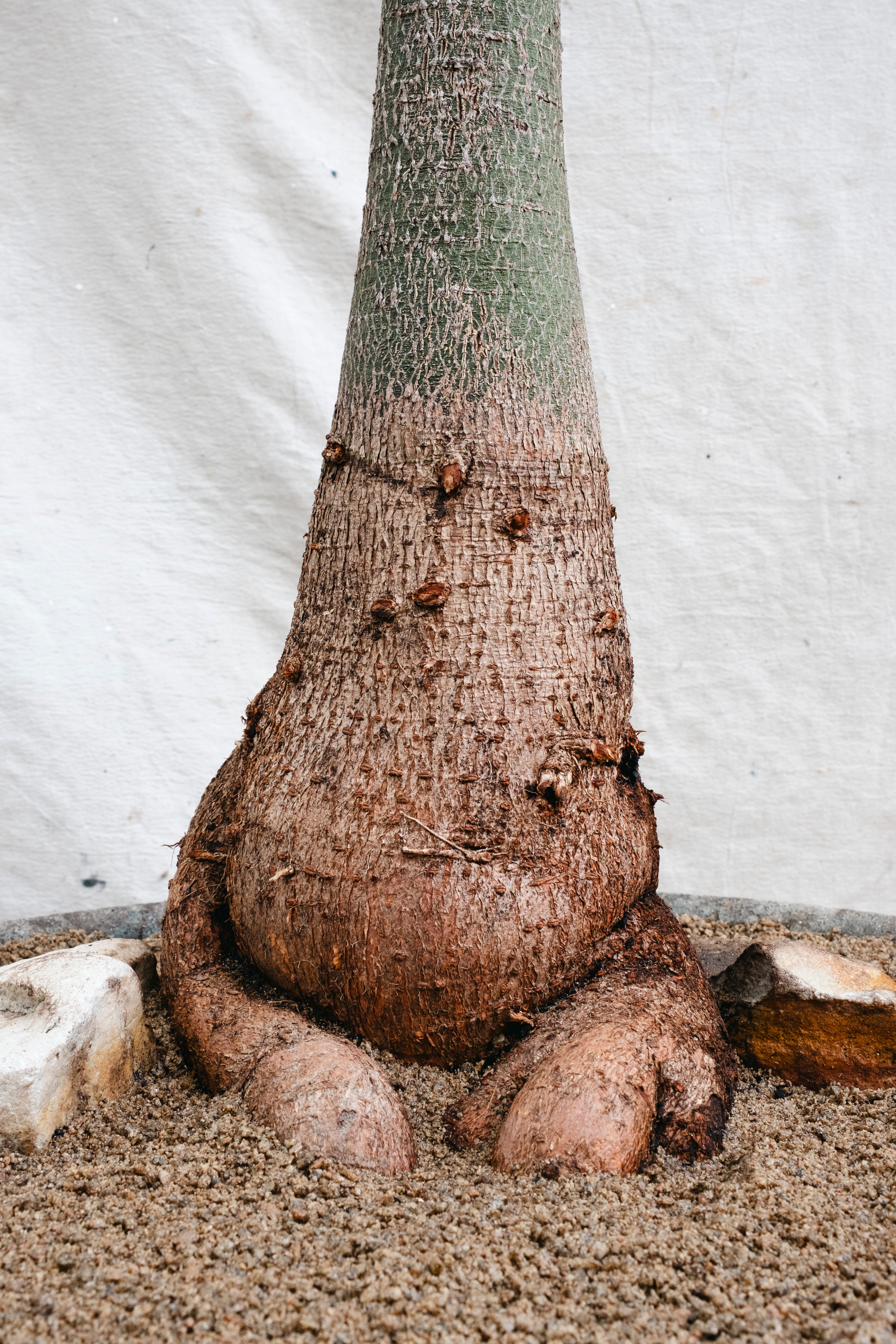 BRACHYCHITON RUPESTRIS Queensland Bottle Tree | 2.75m Architectural Specimen in Mid Century Planter