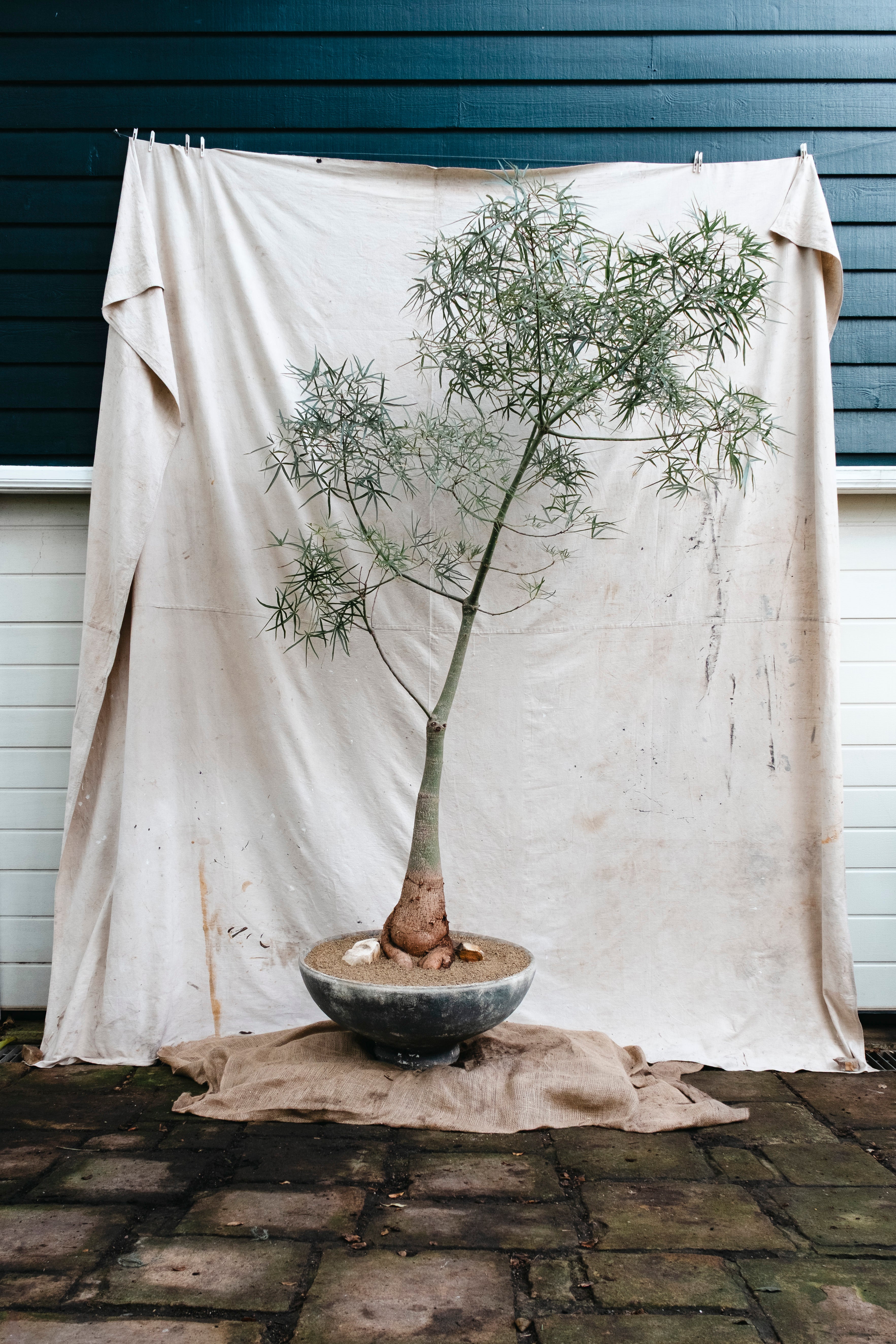BRACHYCHITON RUPESTRIS Queensland Bottle Tree | 2.75m Architectural Specimen in Mid Century Planter