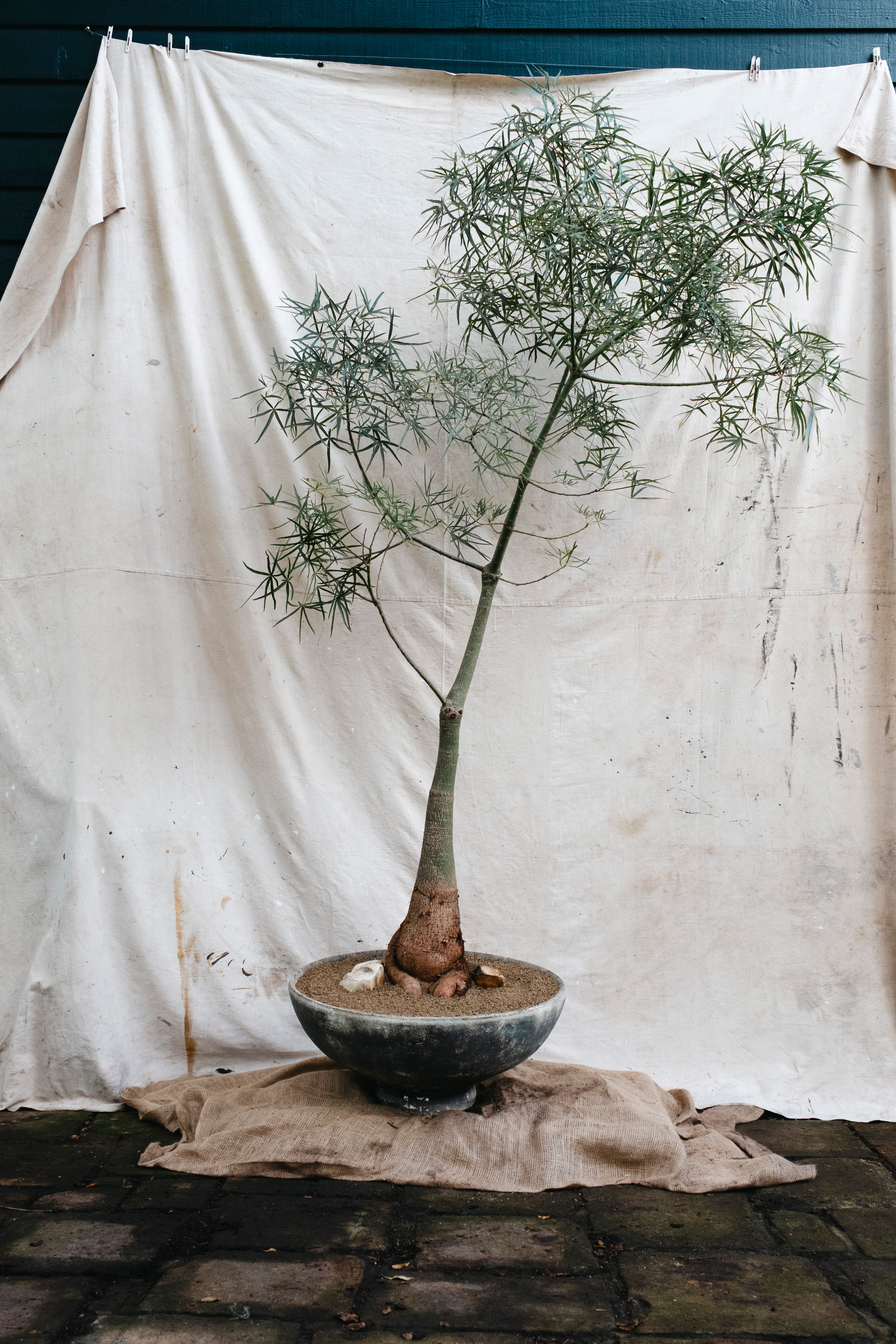 BRACHYCHITON RUPESTRIS Queensland Bottle Tree | 2.75m Architectural Specimen in Mid Century Planter