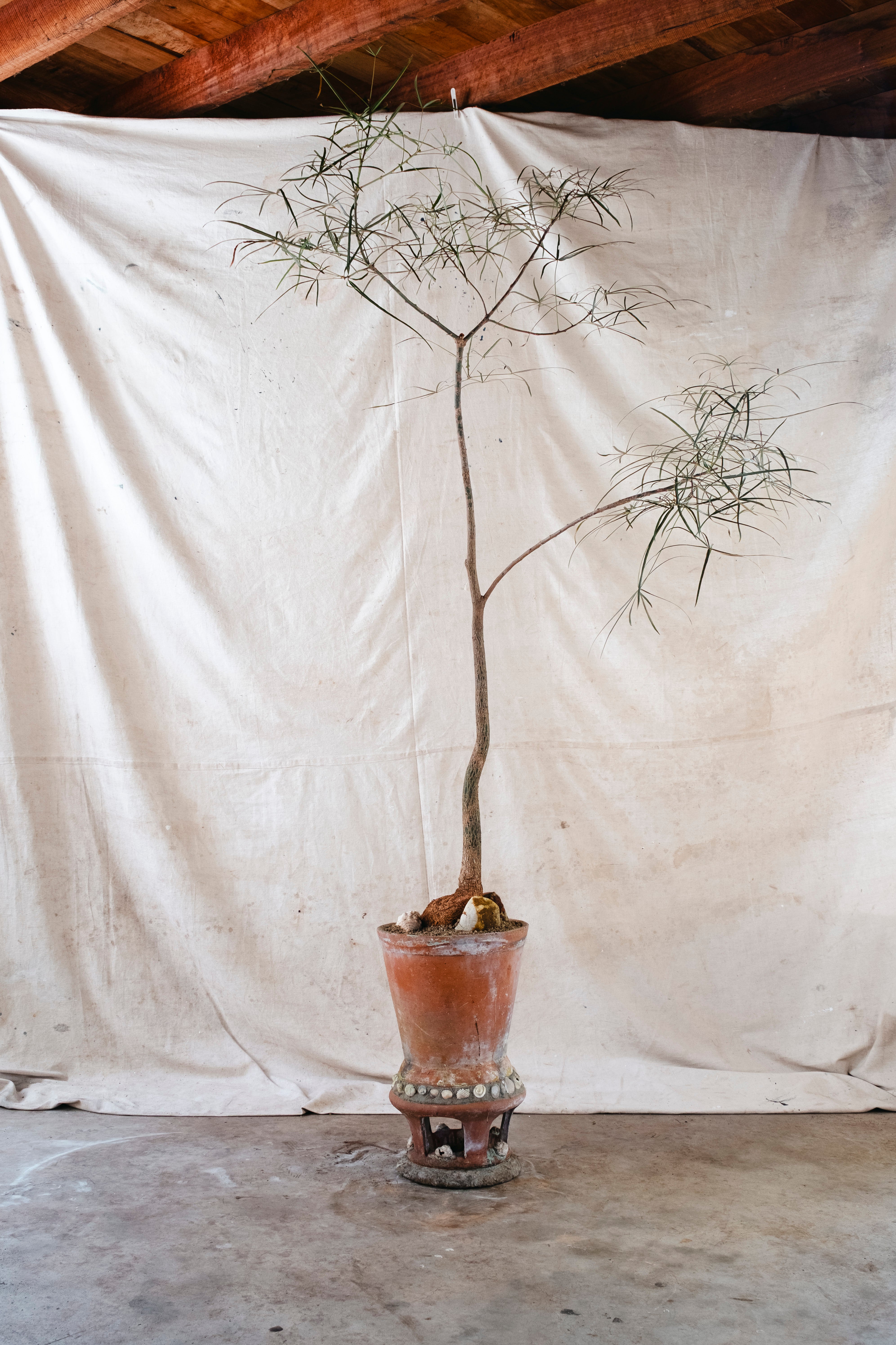 BRACHYCHITON RUPESTRIS Queensland Bottle Tree | 2m Architectural Specimen in sea shell studded planter