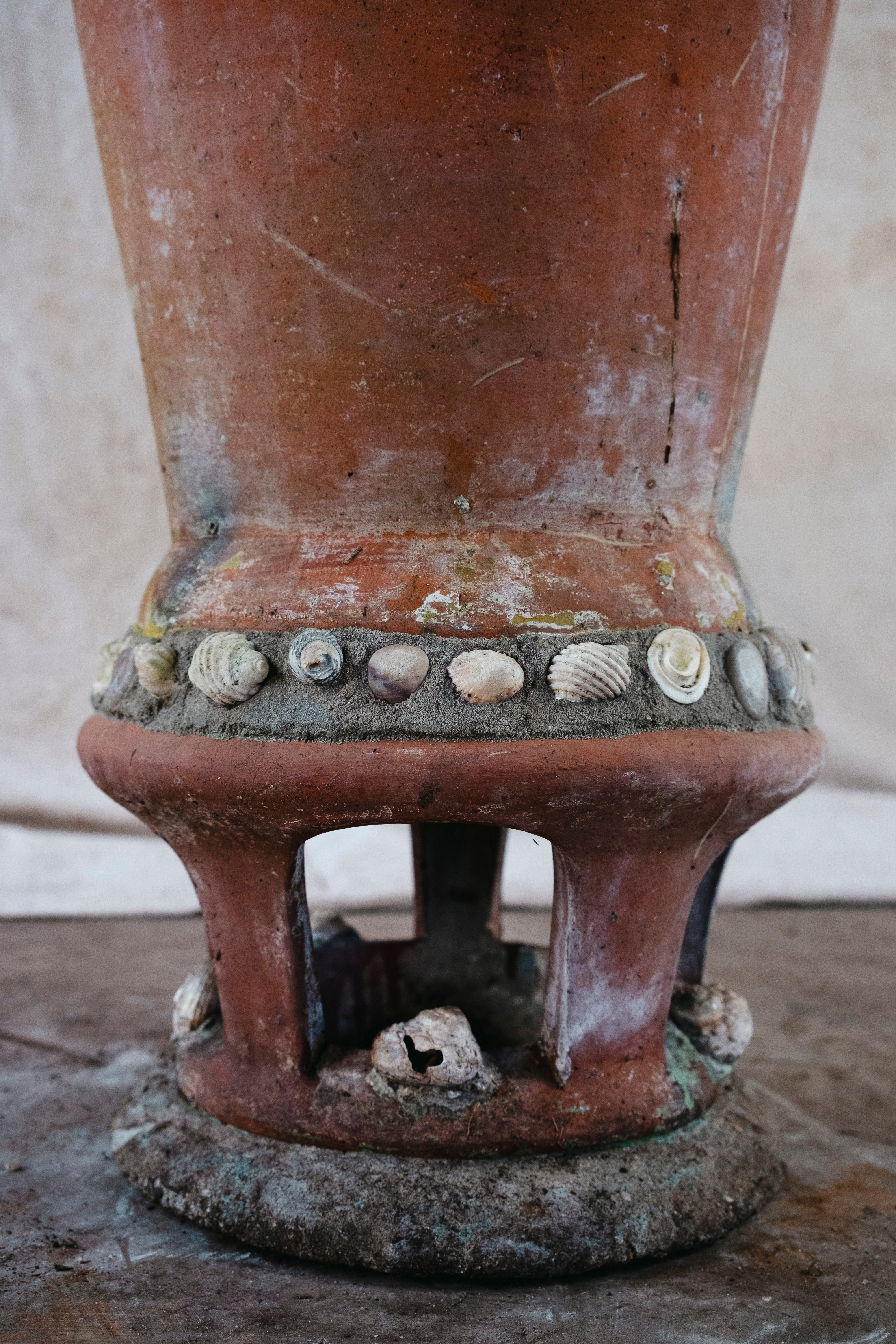 BRACHYCHITON RUPESTRIS Queensland Bottle Tree | 2m Architectural Specimen in sea shell studded planter