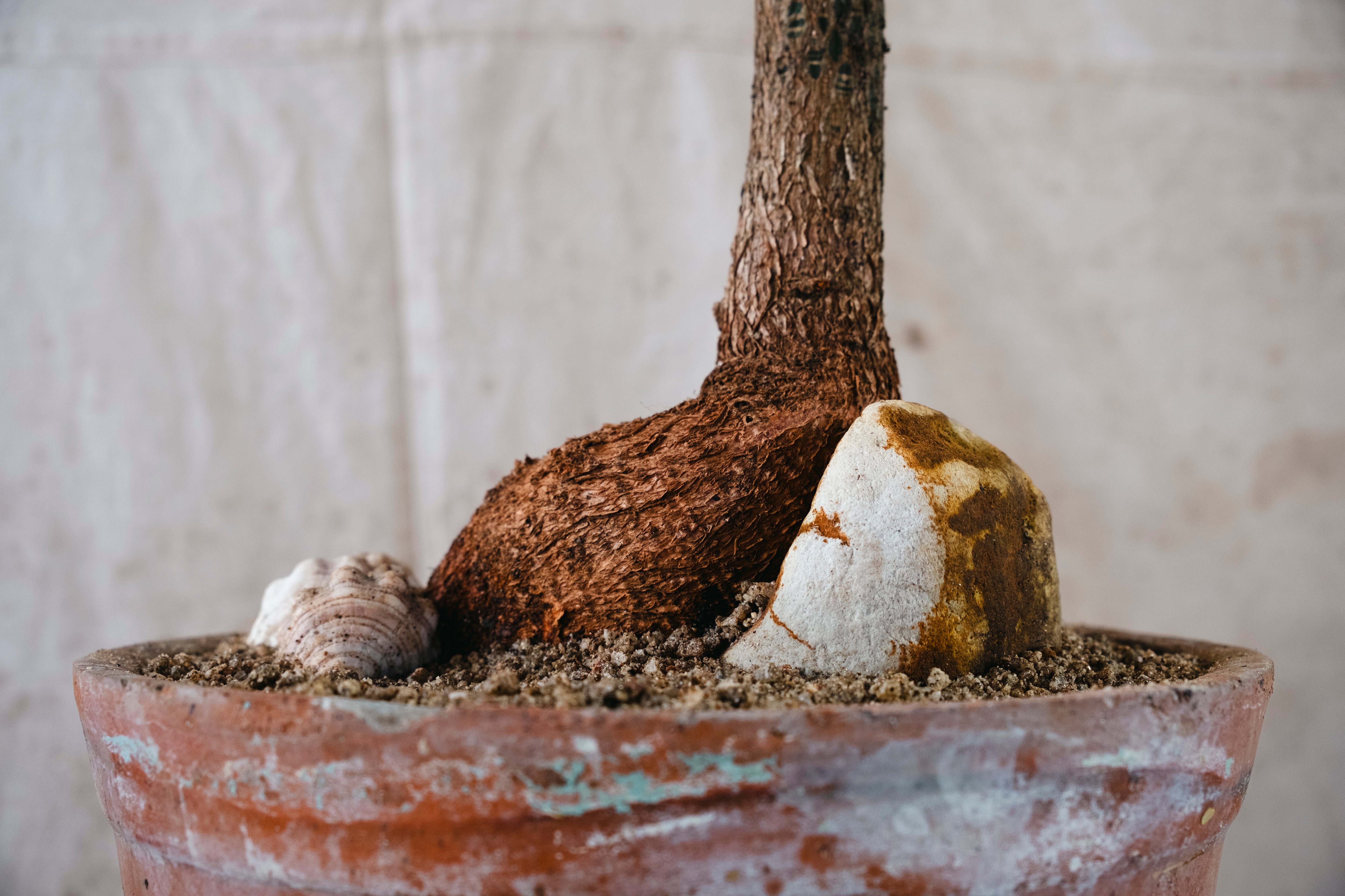 BRACHYCHITON RUPESTRIS Queensland Bottle Tree | 2m Architectural Specimen in sea shell studded planter
