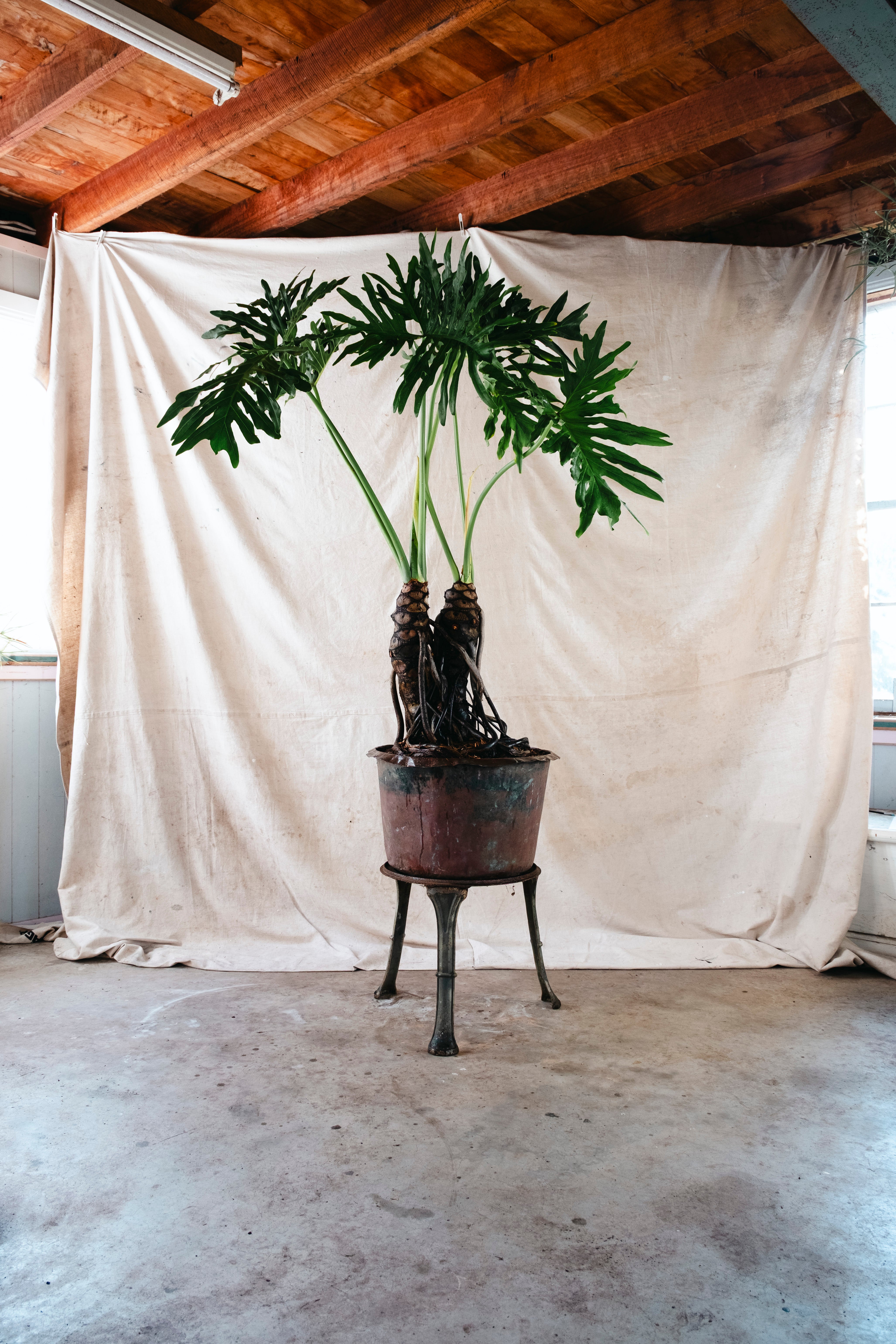 PHILODENDRON SELLOUM Tree Philodendron | 2.10m Ancient Twin Trunk Specimen in Vintage Copper Vessel