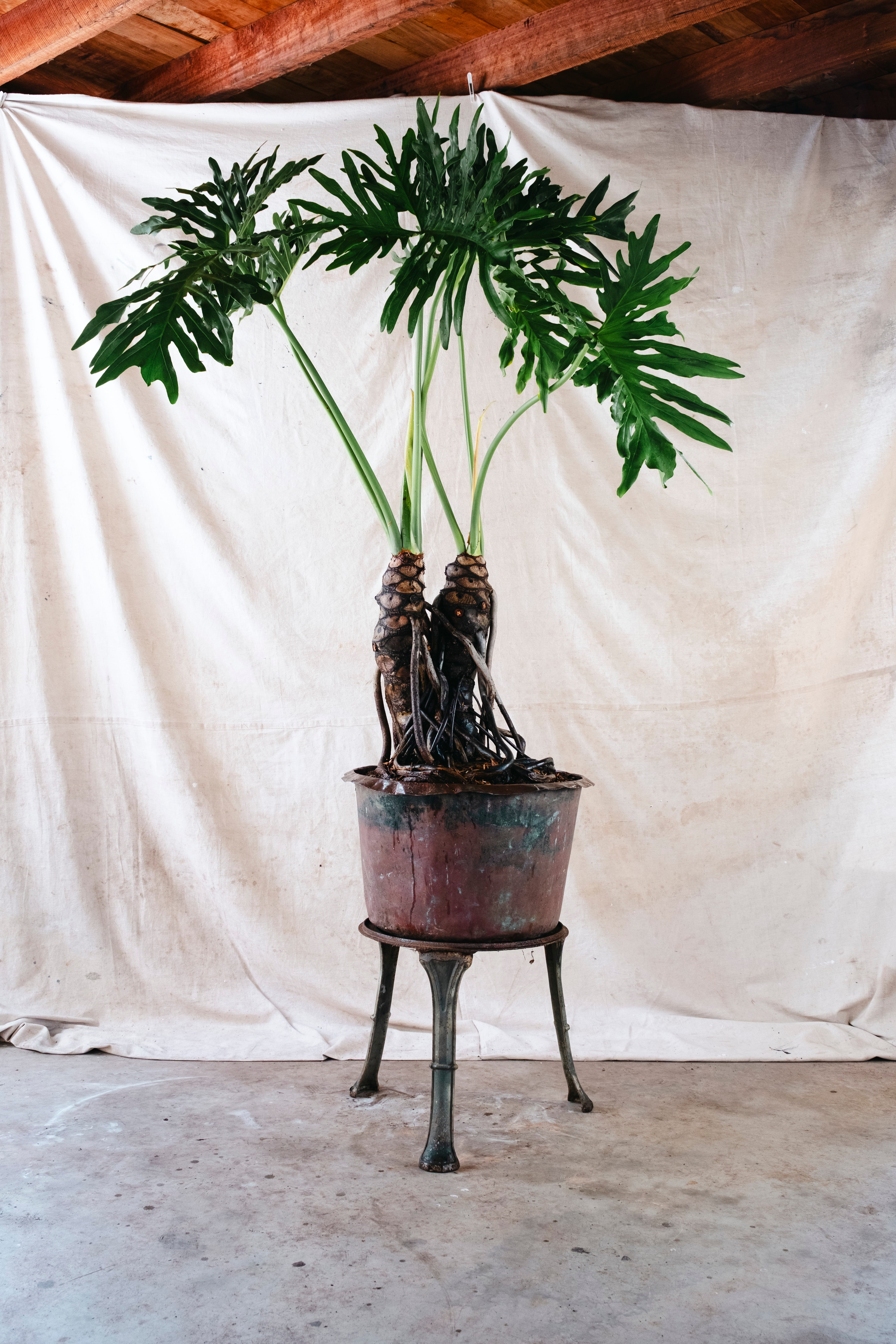 PHILODENDRON SELLOUM Tree Philodendron | 2.10m Ancient Twin Trunk Specimen in Vintage Copper Vessel