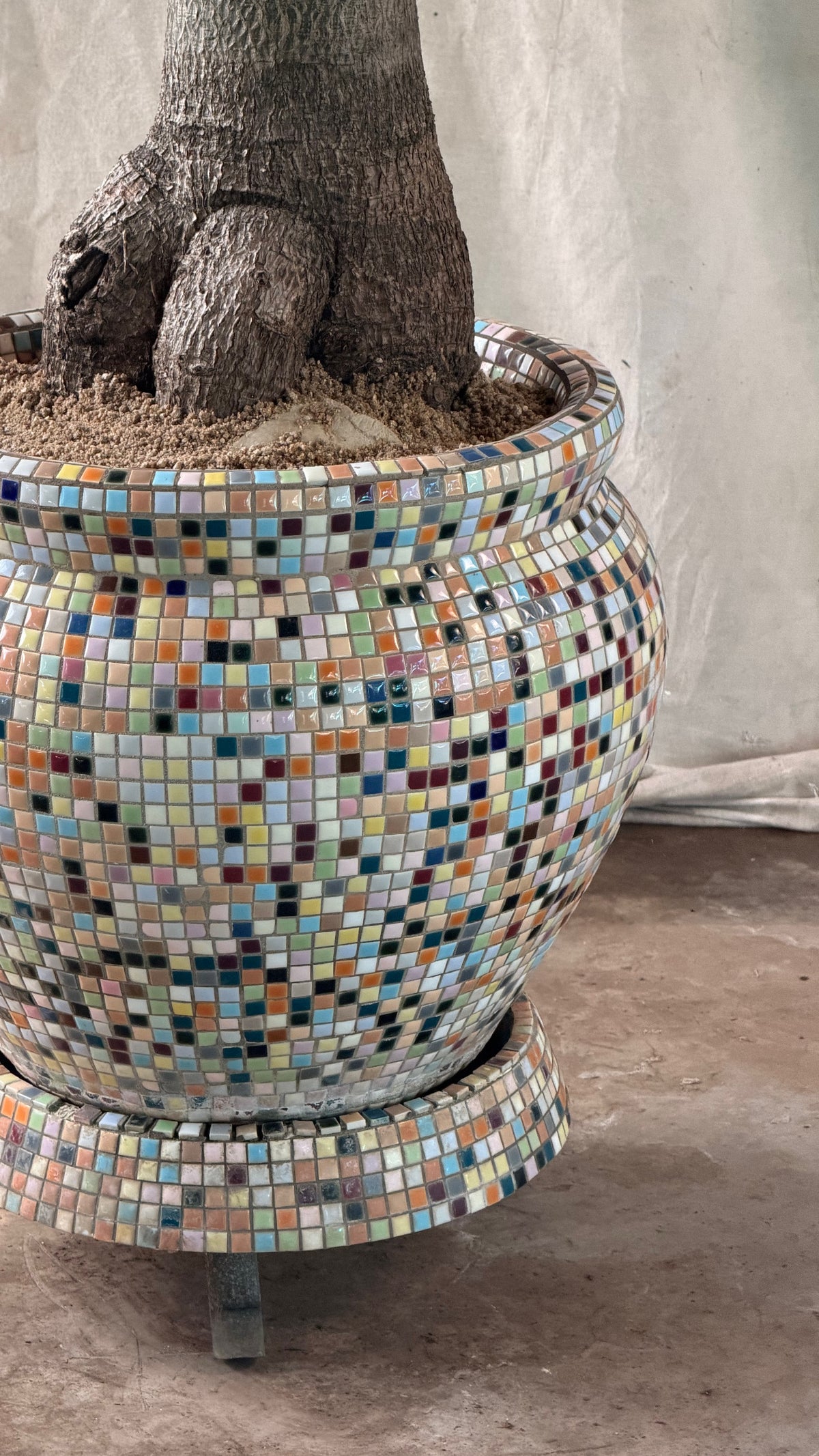 Queensland Bottle Tree (Brachychiton rupestris) in Mosaic Planter circa 1960s