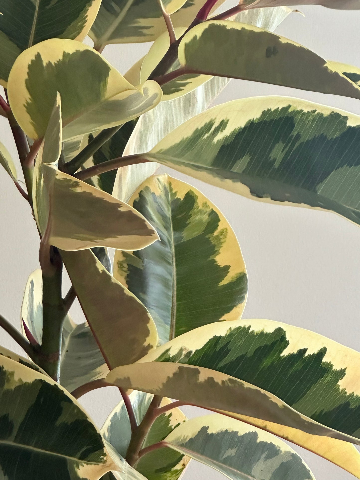 Rubber tree / Ficus elastica Tineke / Ø30cm / 1.6m tall / "Vincent"