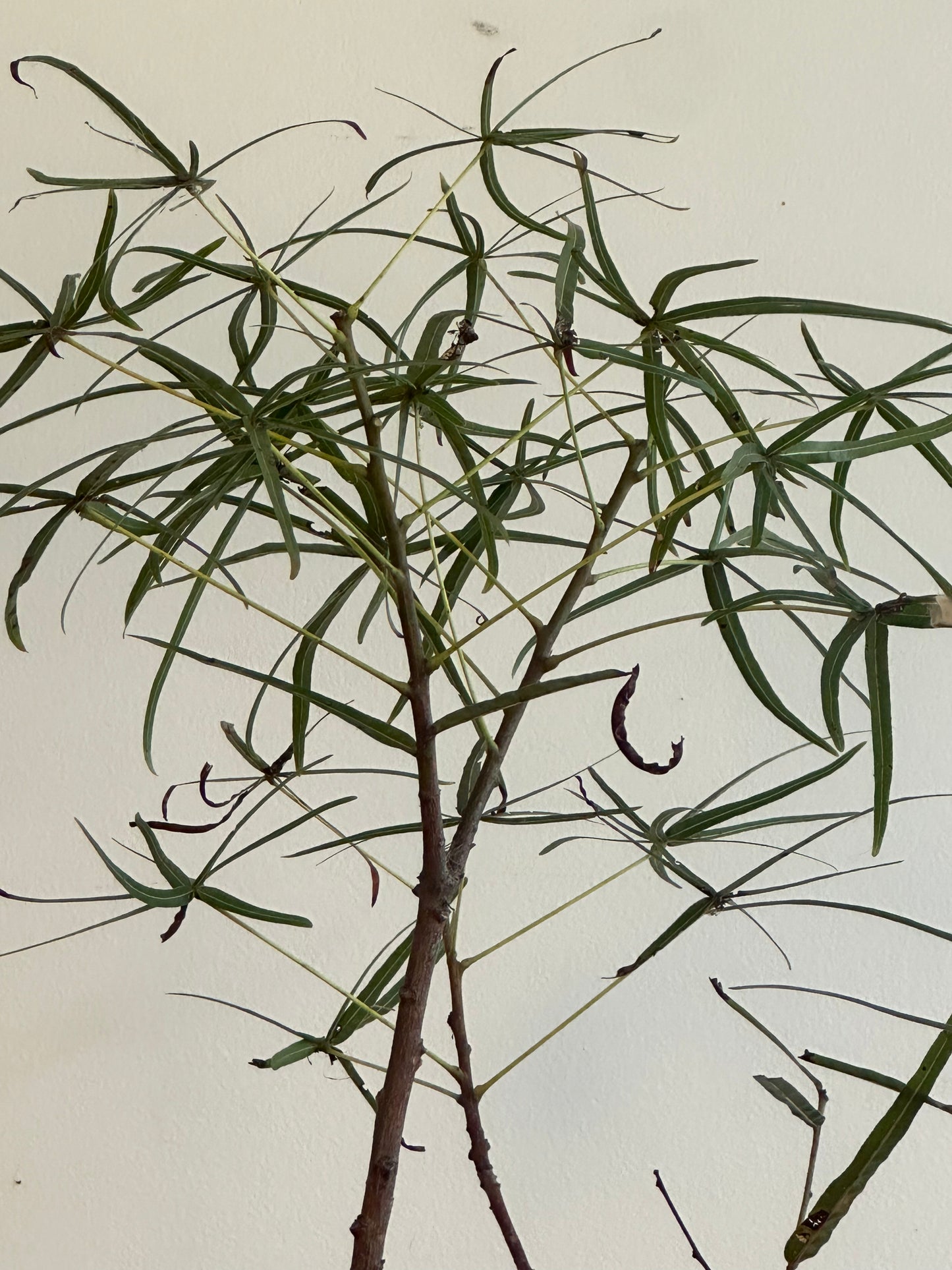 Bottle Tree / Brachychiton rupestris / Ø30cm / 1m h / "Will"