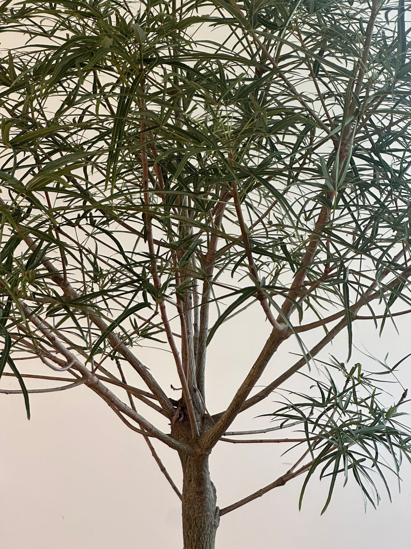 Bottle Tree / Brachychiton rupestris / Ø40cm / 2.4m tall / "Mona"