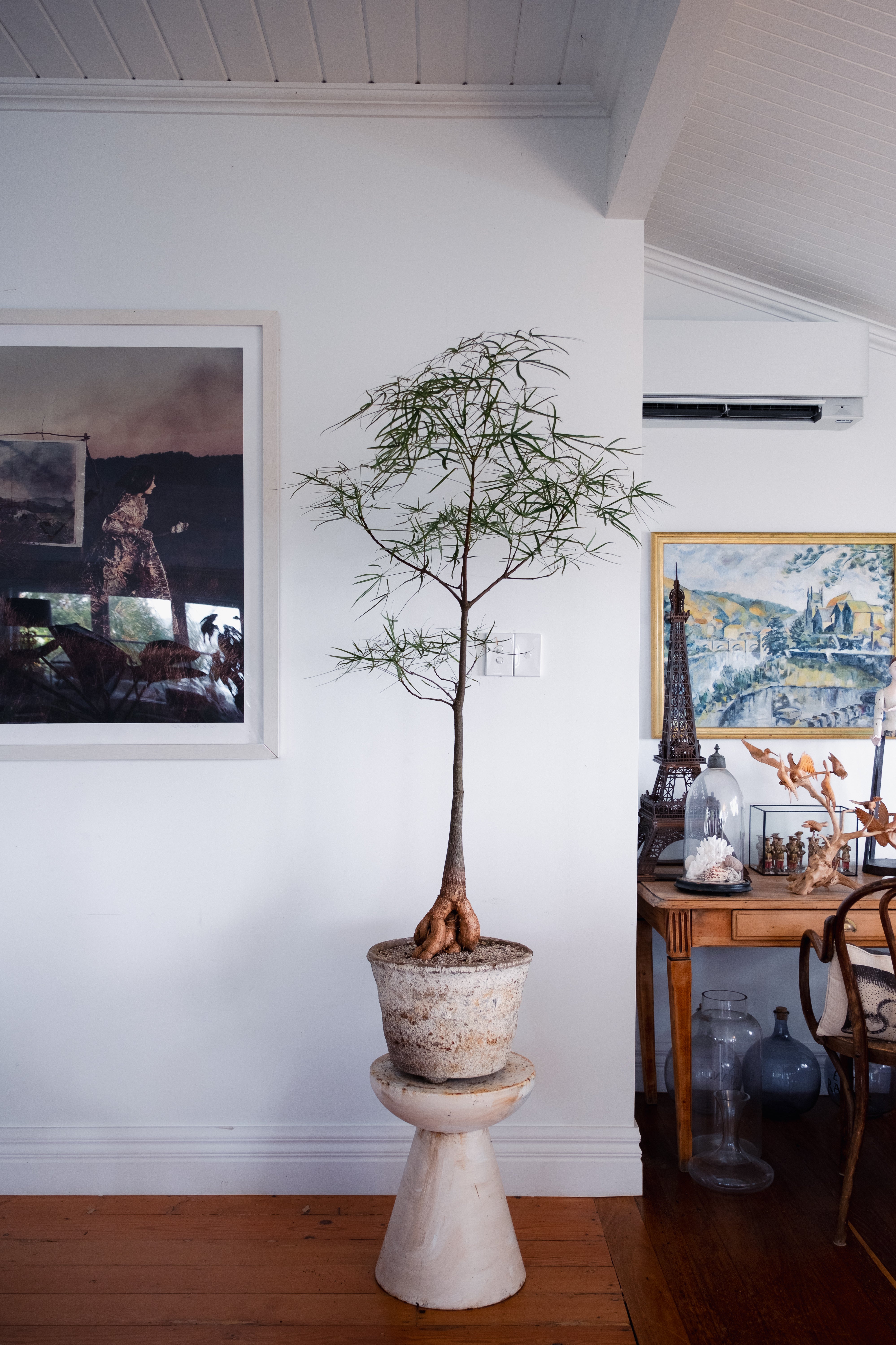 Bottle Tree (Brachychiton rupestris) in Vintage Concrete Planter