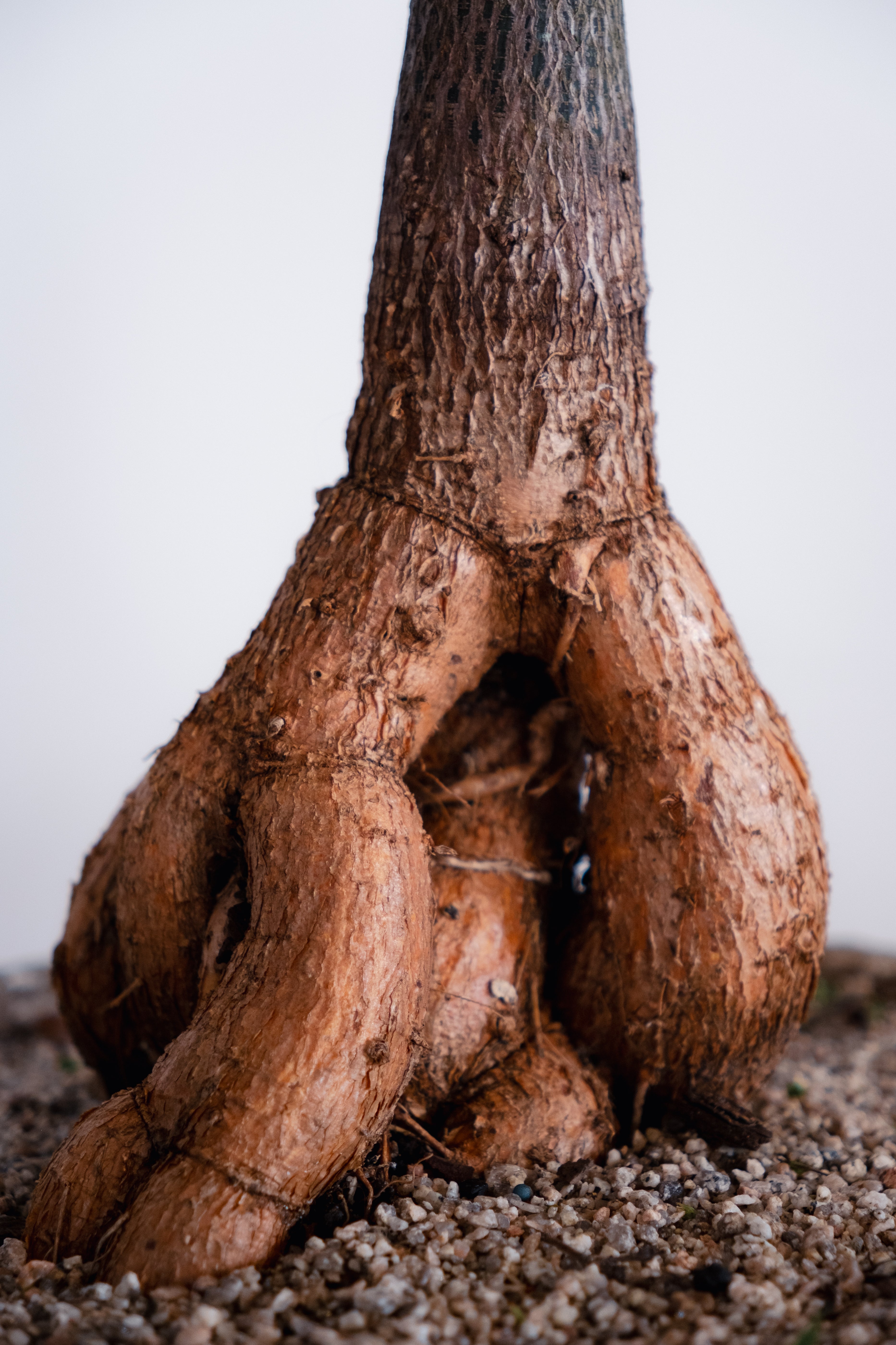 Bottle Tree (Brachychiton rupestris) in Vintage Concrete Planter