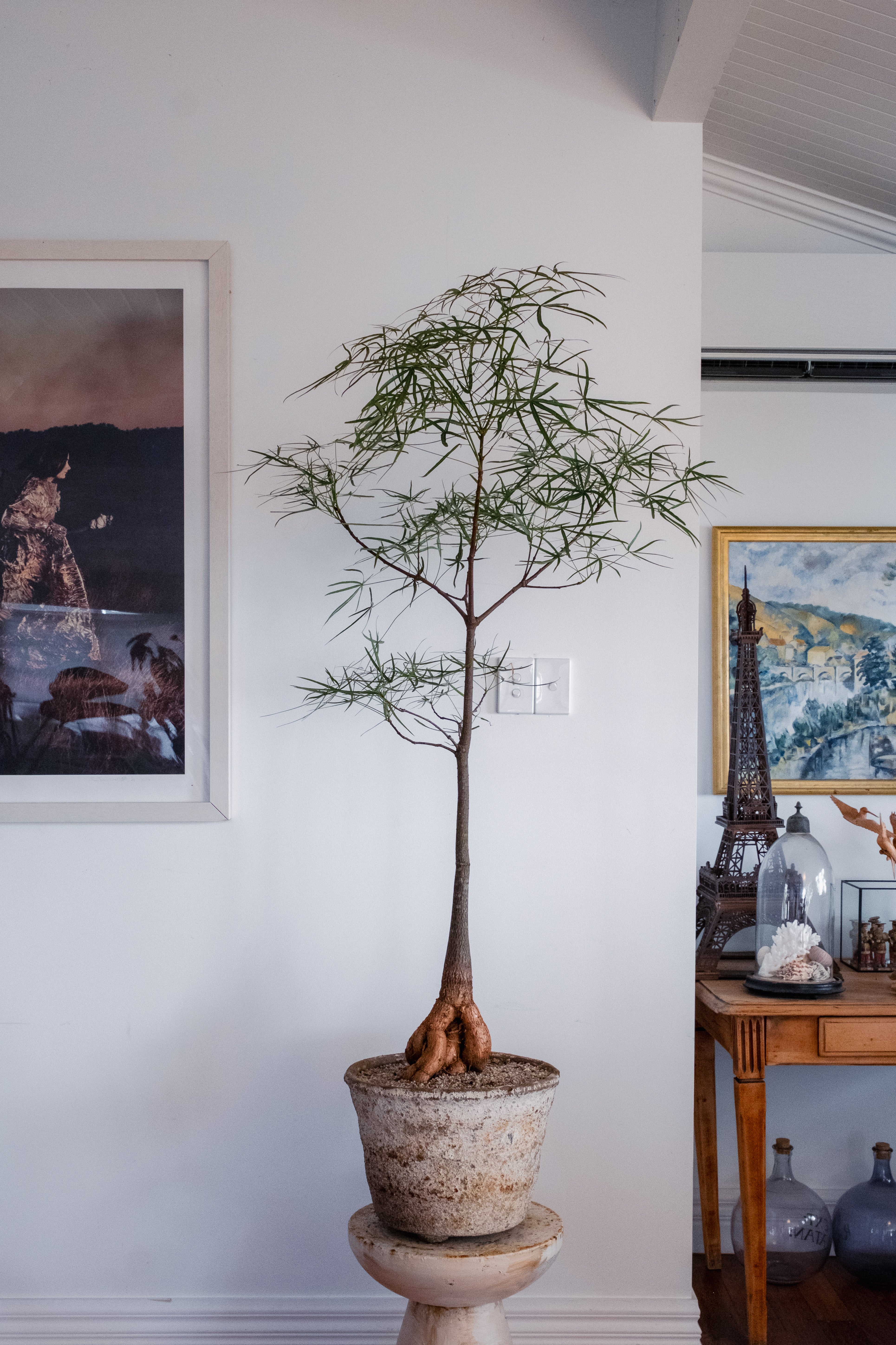 Bottle Tree (Brachychiton rupestris) in Vintage Concrete Planter