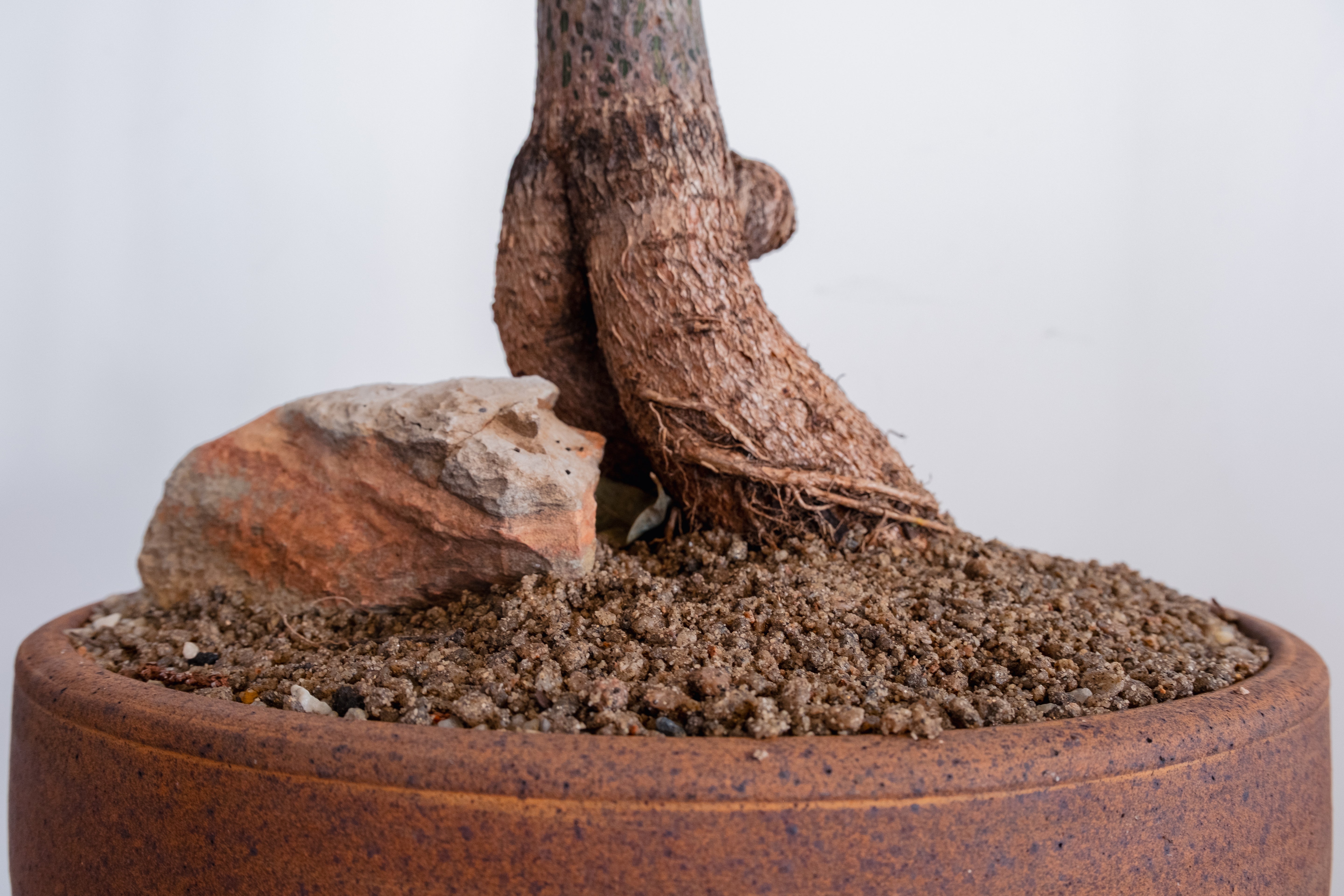 Bottle Tree (Brachychiton rupestris) in Vintage Clay Bowl