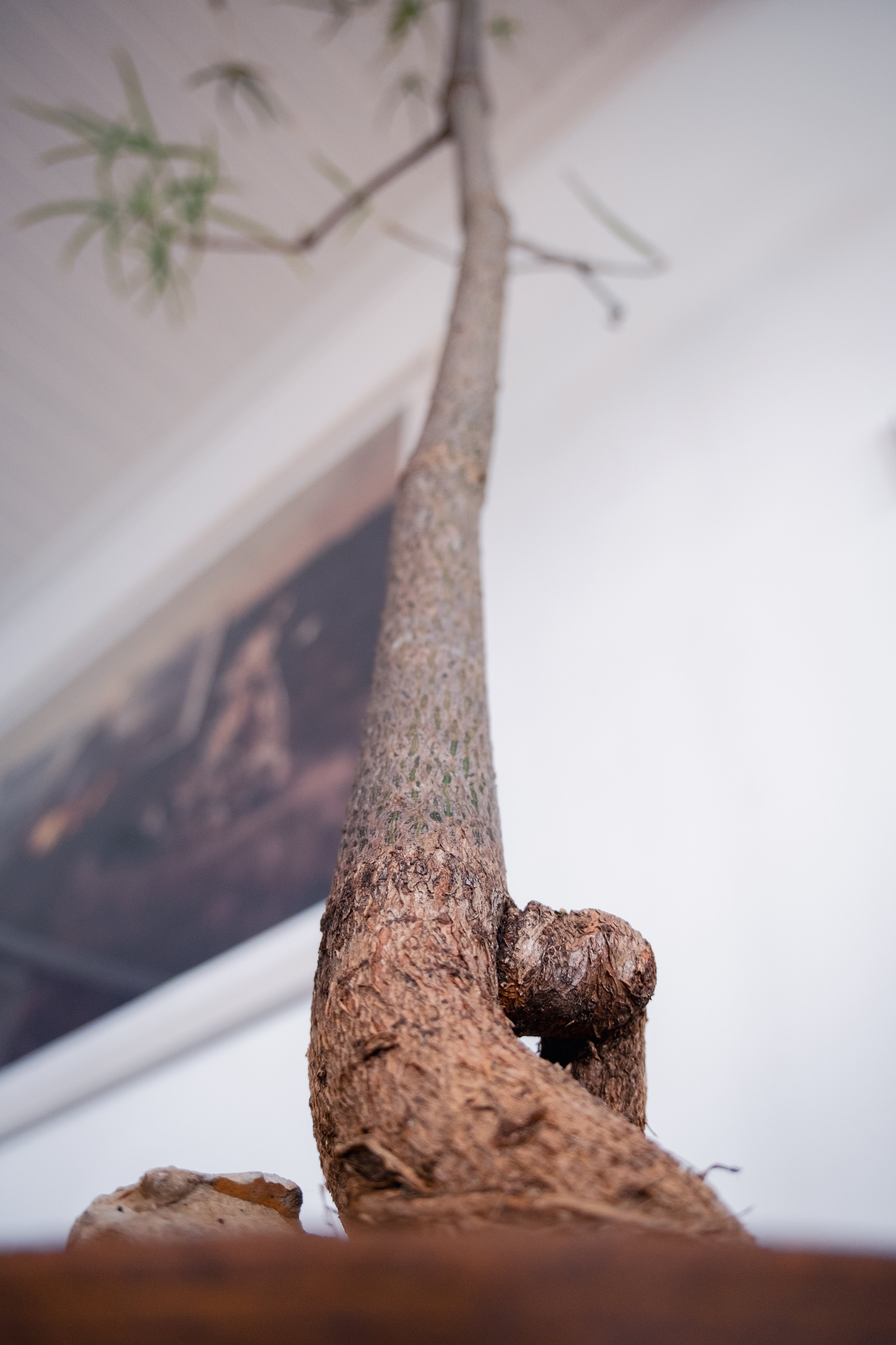 Bottle Tree (Brachychiton rupestris) in Vintage Clay Bowl