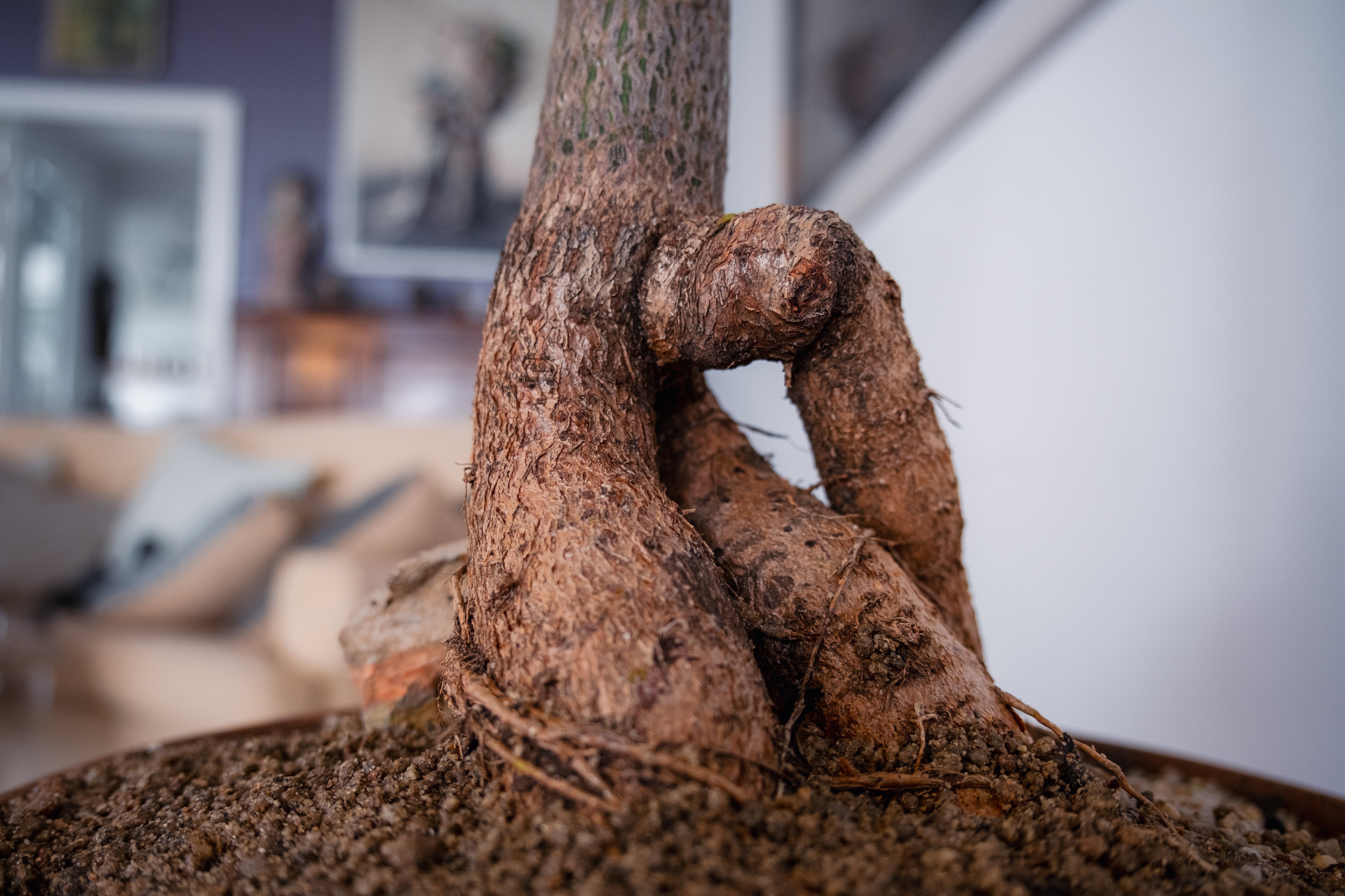 Bottle Tree (Brachychiton rupestris) in Vintage Clay Bowl