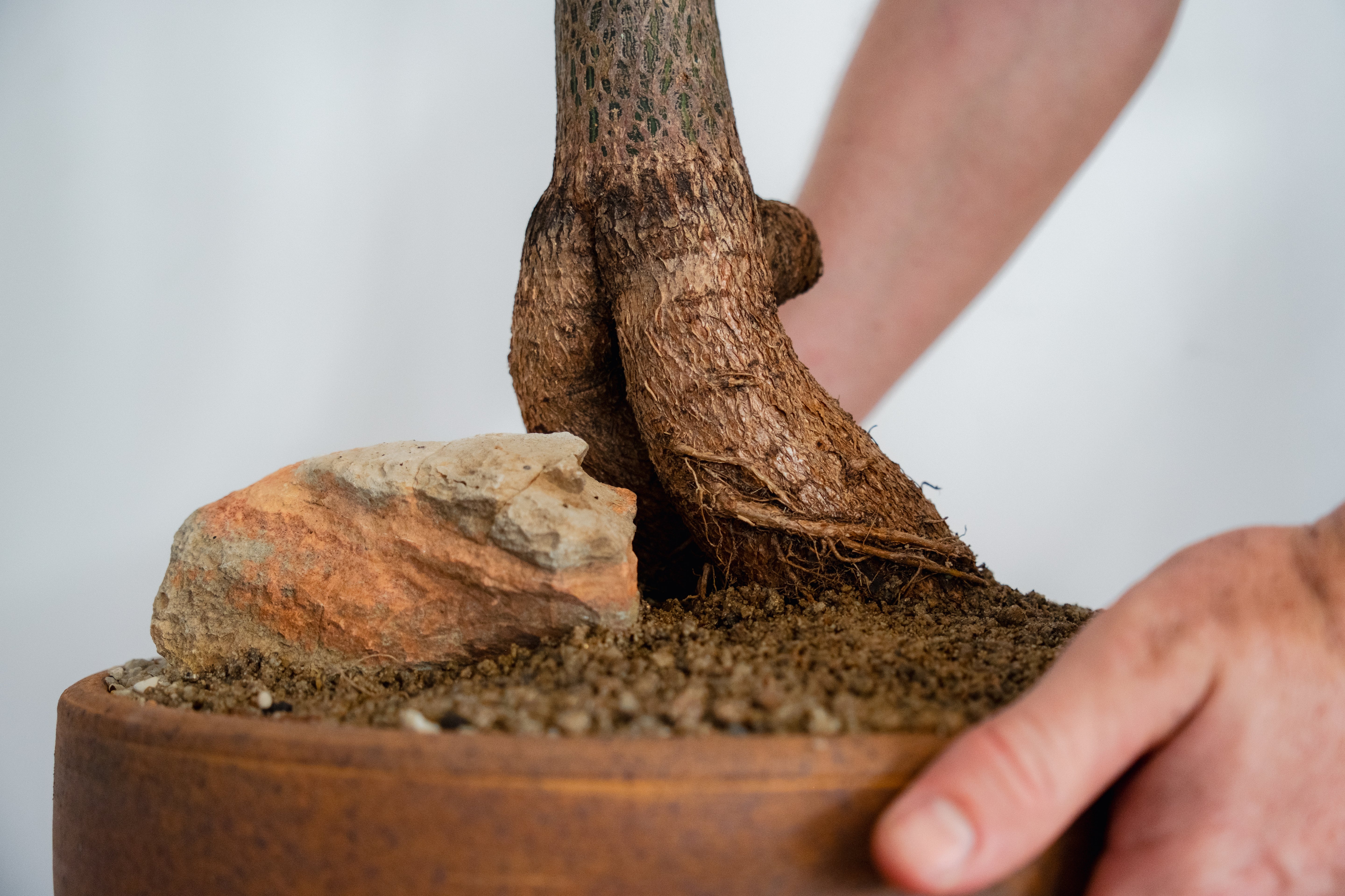 Bottle Tree (Brachychiton rupestris) in Vintage Clay Bowl