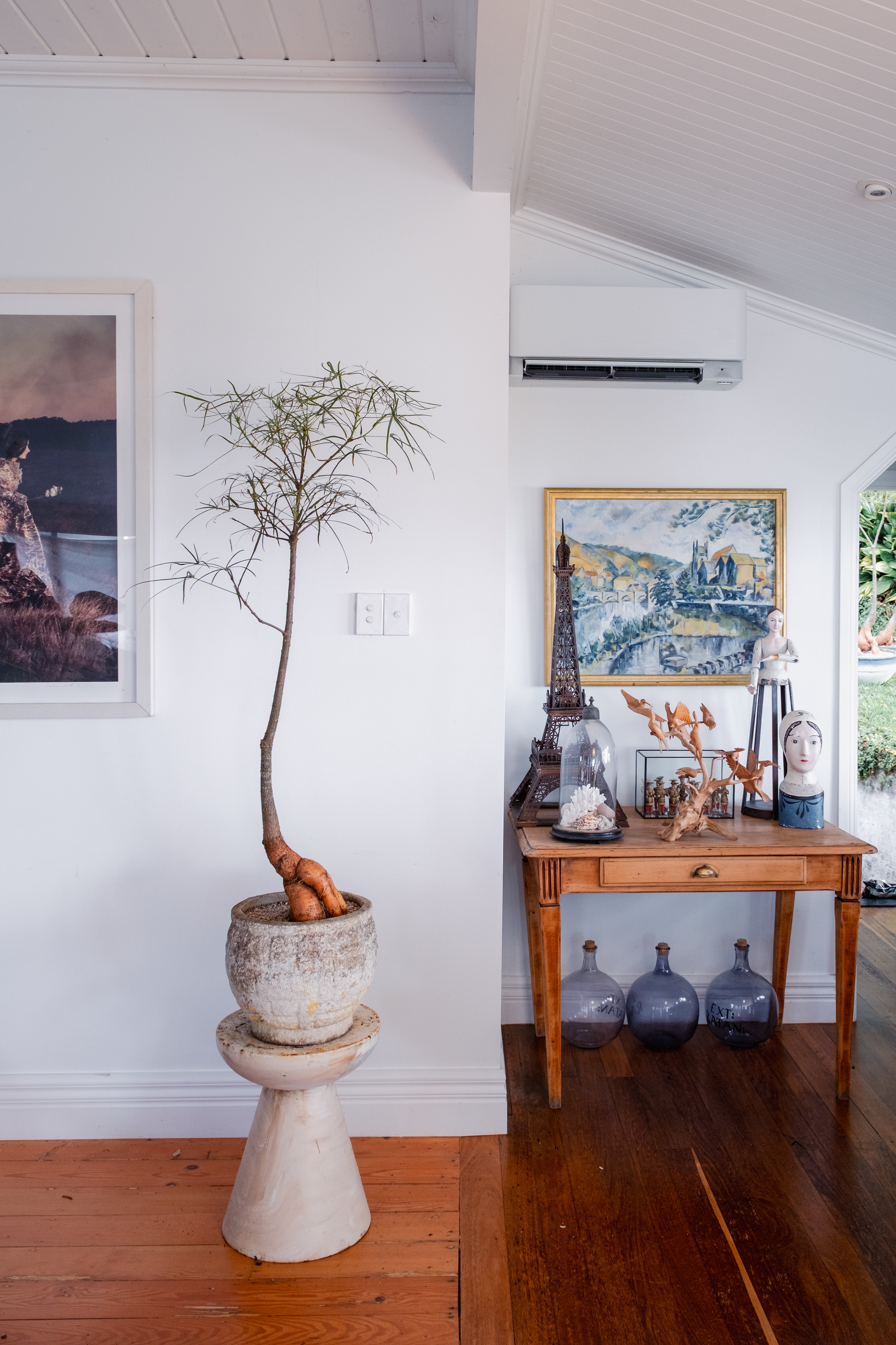 Bottle Tree (Brachychiton rupestris) in Vintage Concrete Vessel