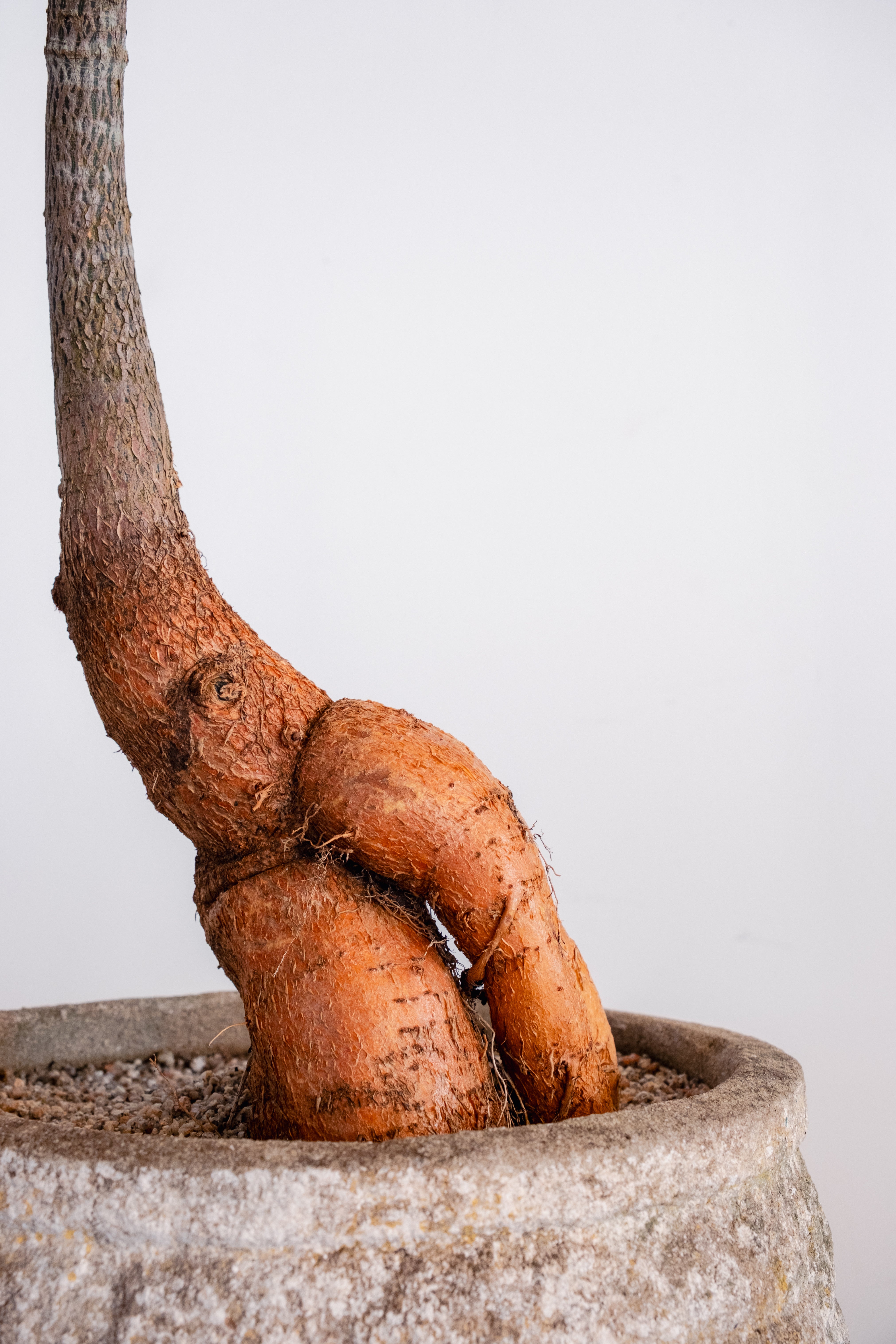 Bottle Tree (Brachychiton rupestris) in Vintage Concrete Vessel