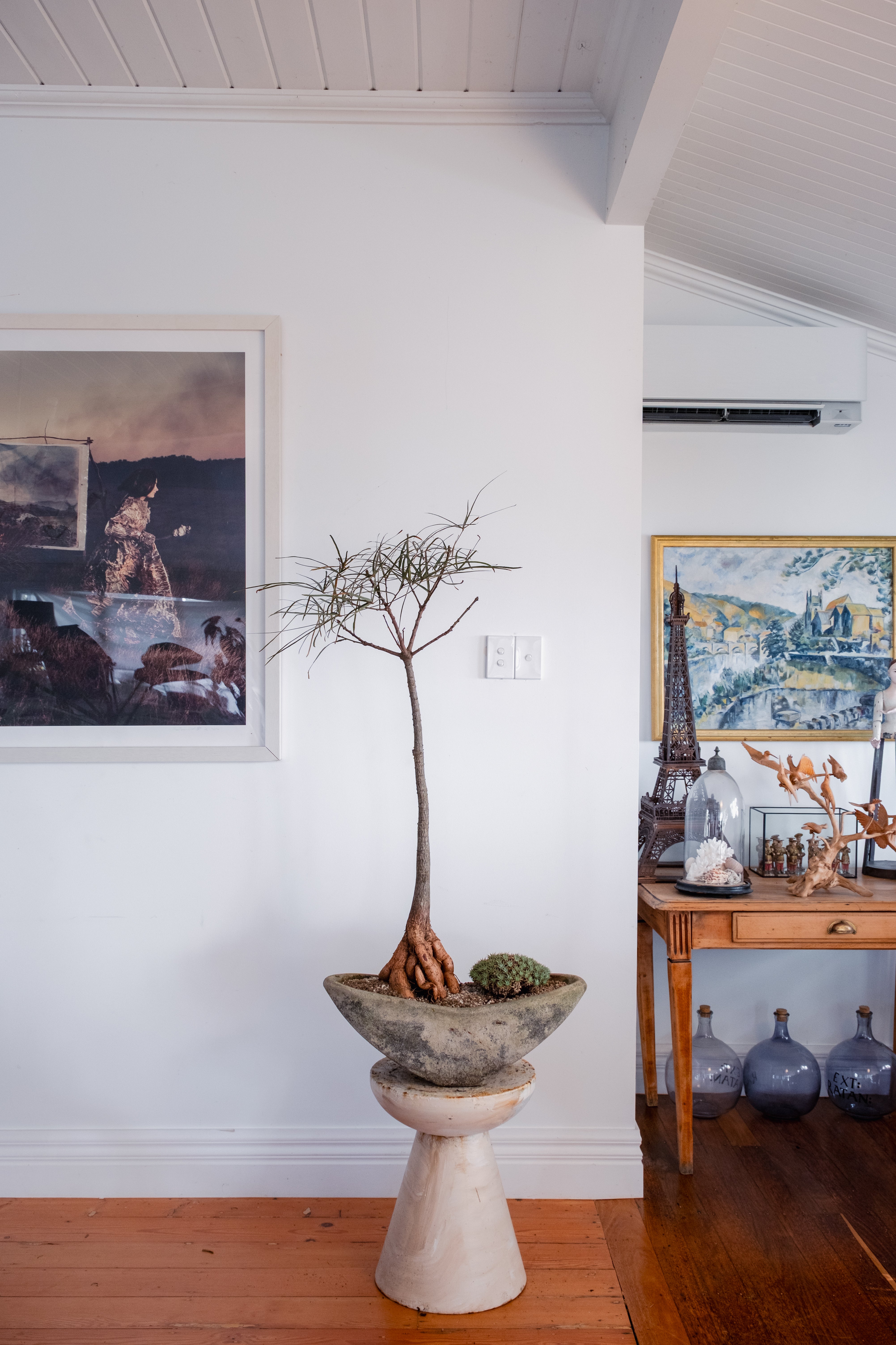 Bottle Tree (Brachychiton rupestris) and Deuterocohnia brevifolia in Navette-Form Concrete Planter
