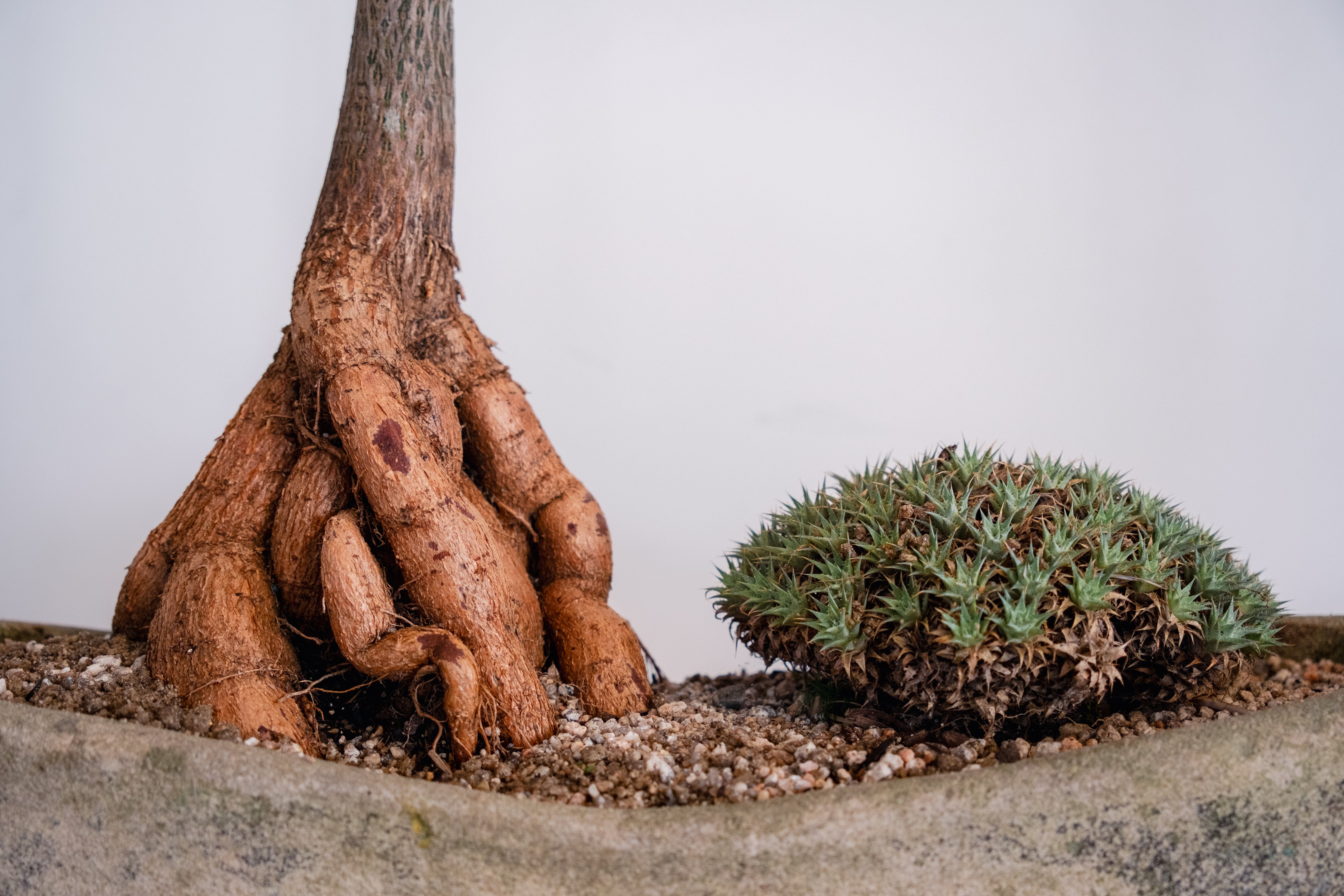 Bottle Tree (Brachychiton rupestris) and Deuterocohnia brevifolia in Navette-Form Concrete Planter