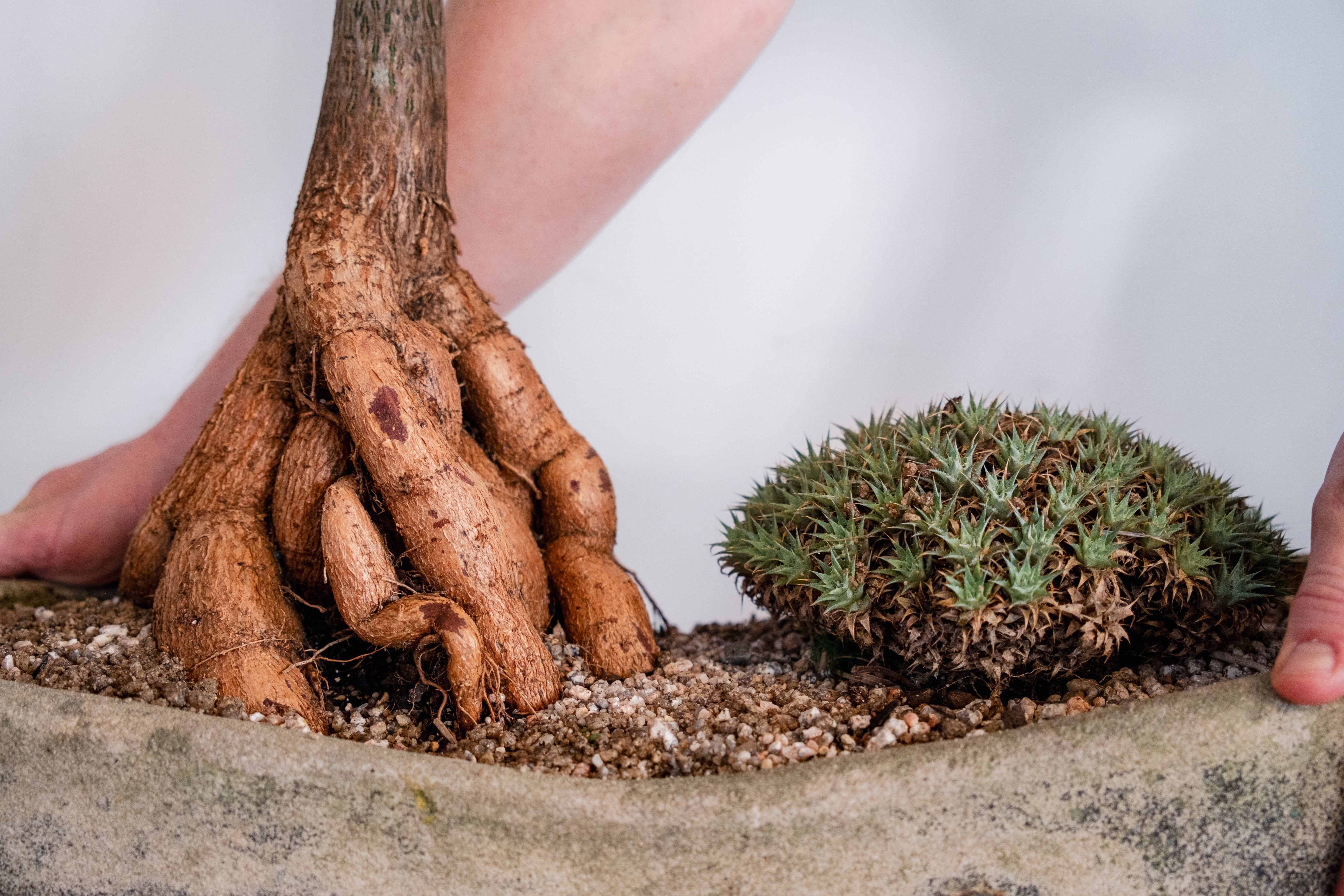 Bottle Tree (Brachychiton rupestris) and Deuterocohnia brevifolia in Navette-Form Concrete Planter