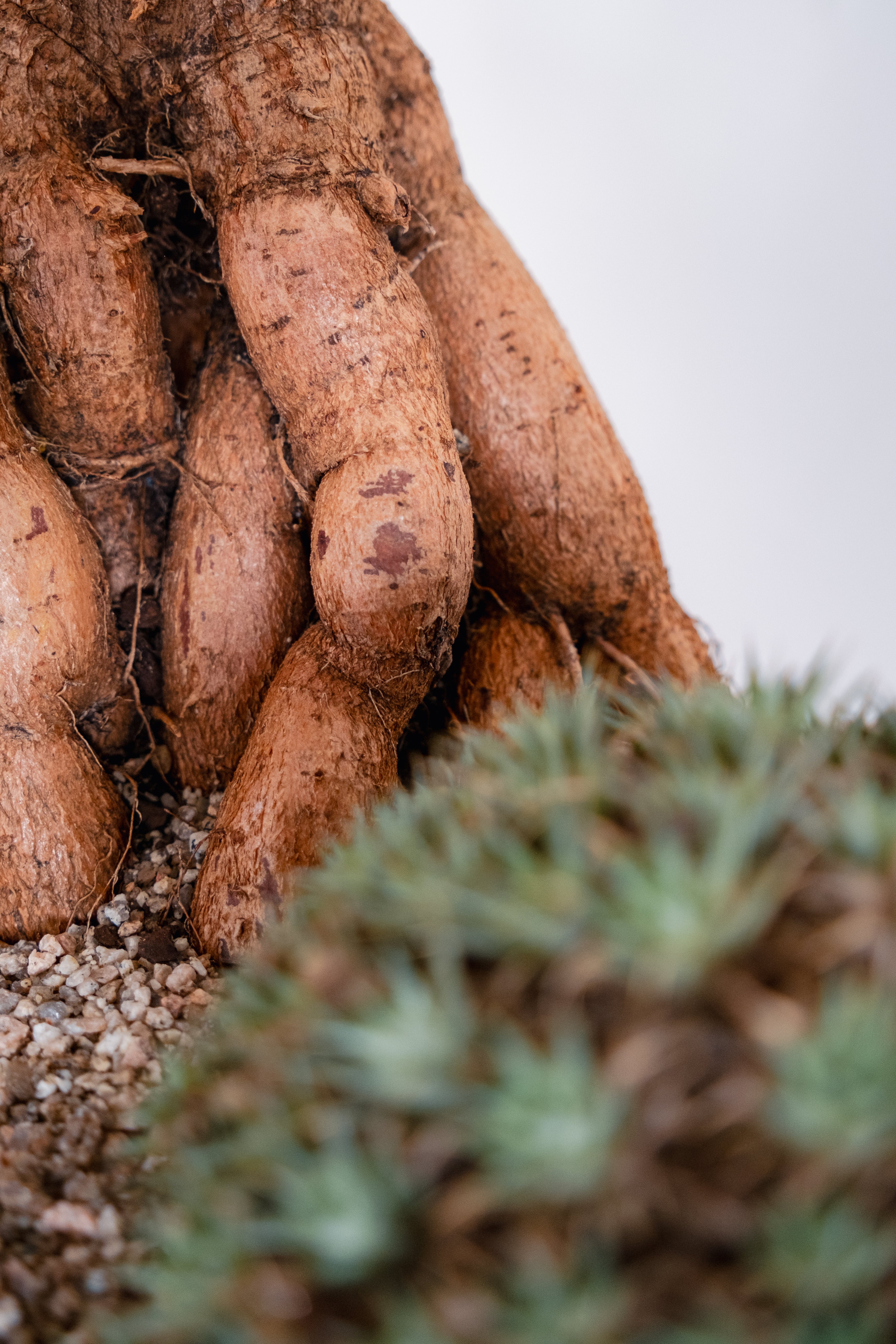 Bottle Tree (Brachychiton rupestris) and Deuterocohnia brevifolia in Navette-Form Concrete Planter