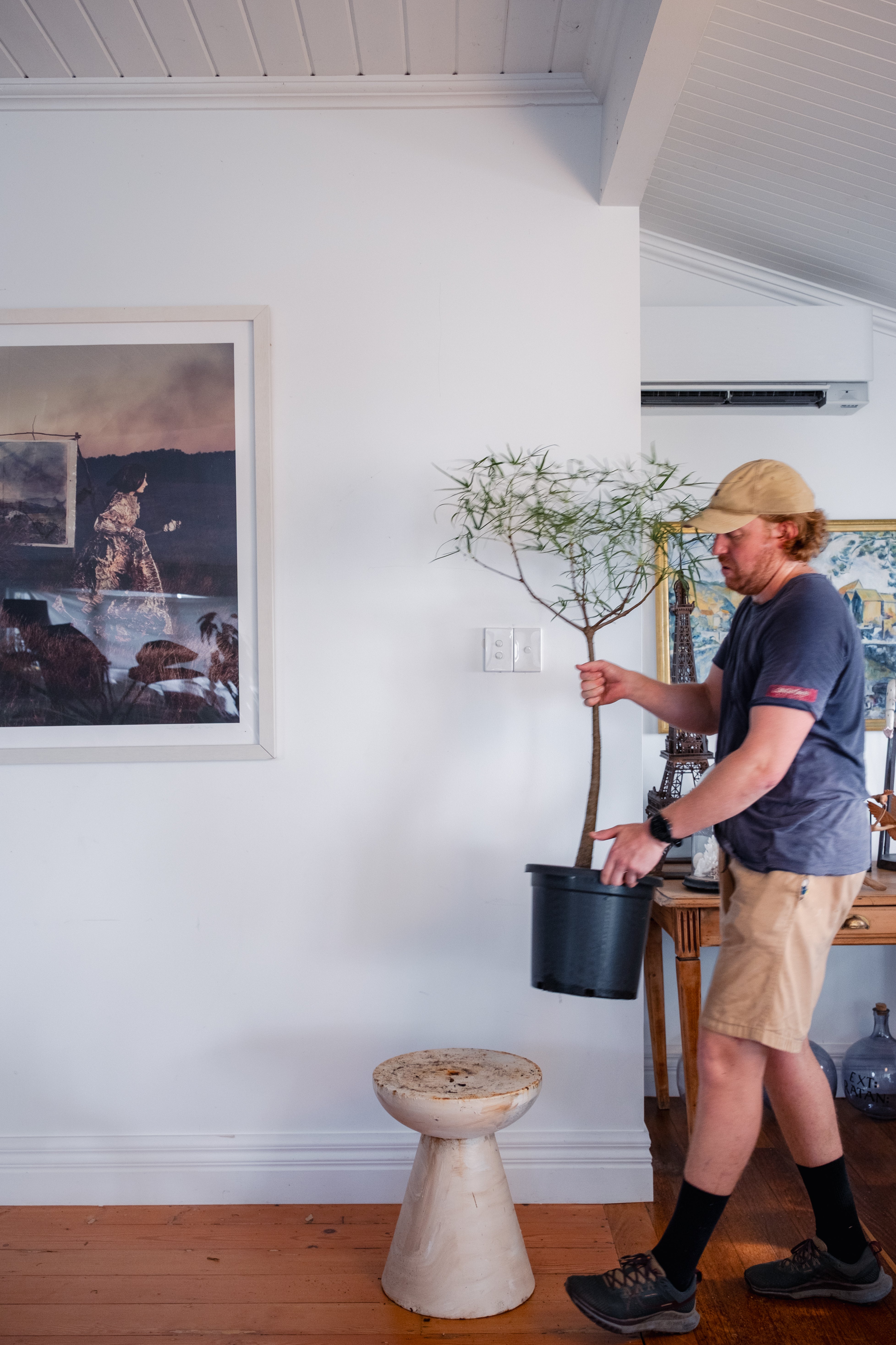 Bottle Tree / Brachychiton rupestris / Ø30cm / 1.5m tall / “Fatima”