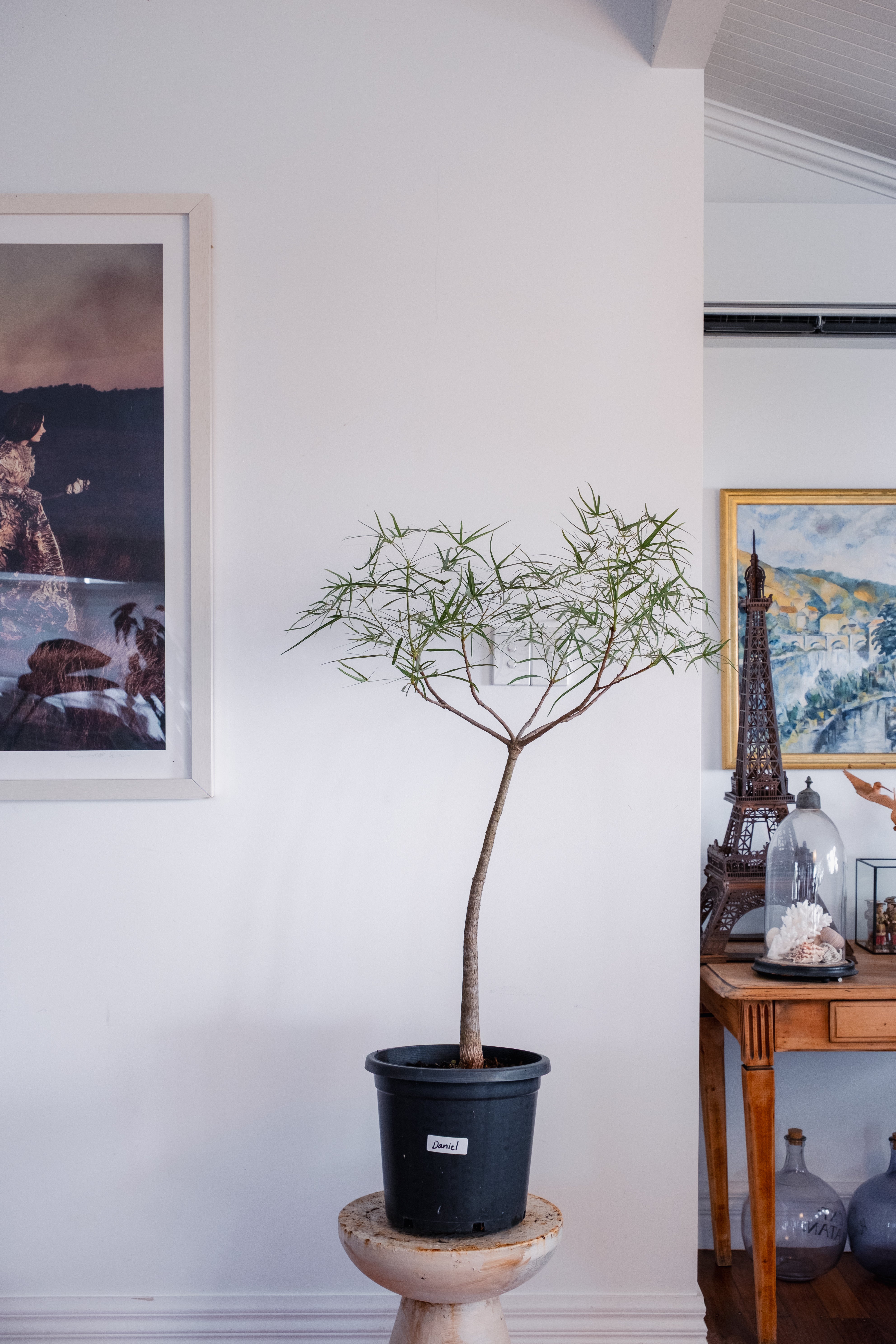 Bottle Tree / Brachychiton rupestris / Ø30cm / 1.2m tall / “Daniel”