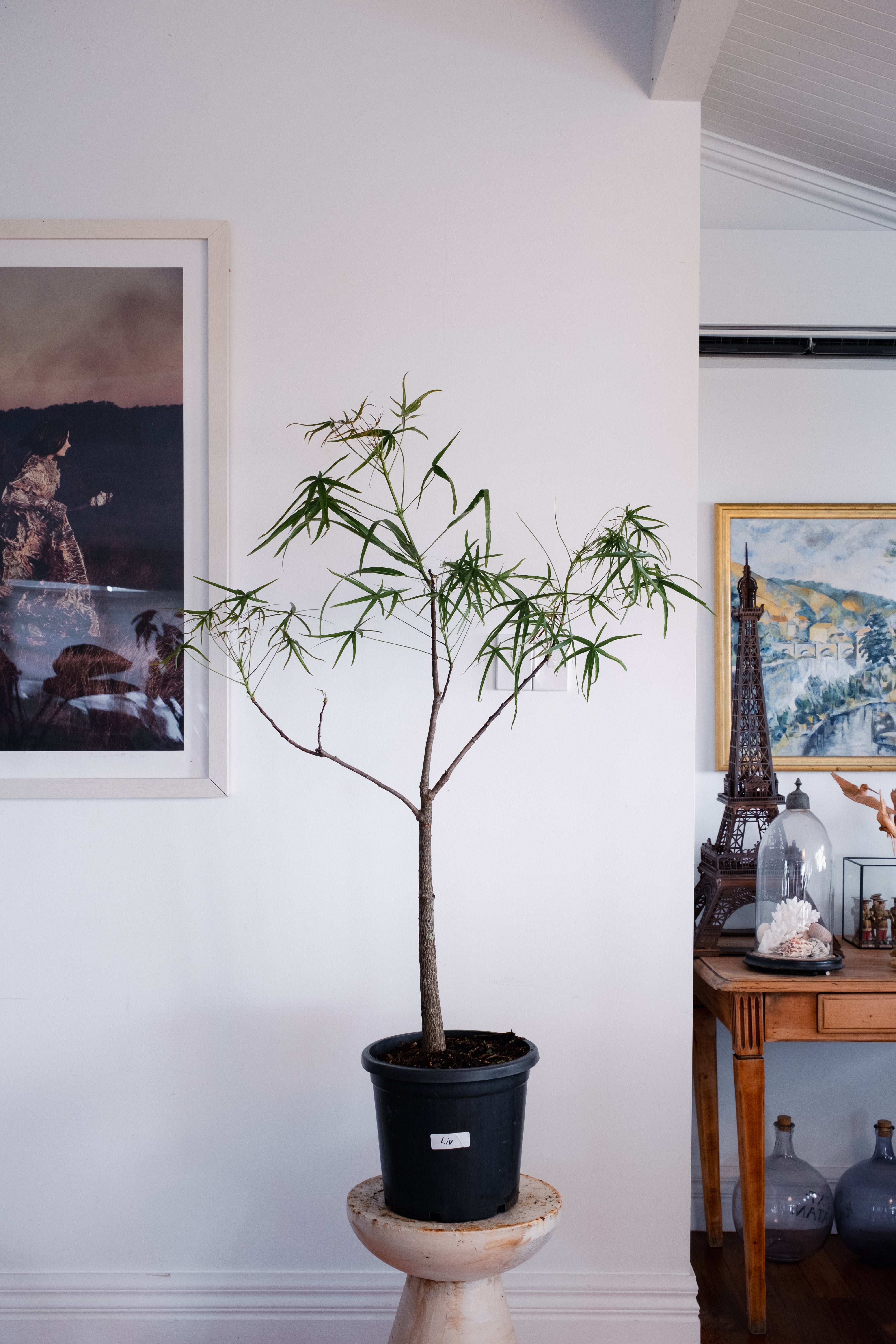 Bottle Tree / Brachychiton rupestris / Ø30cm / 1.4m tall / “Liv”