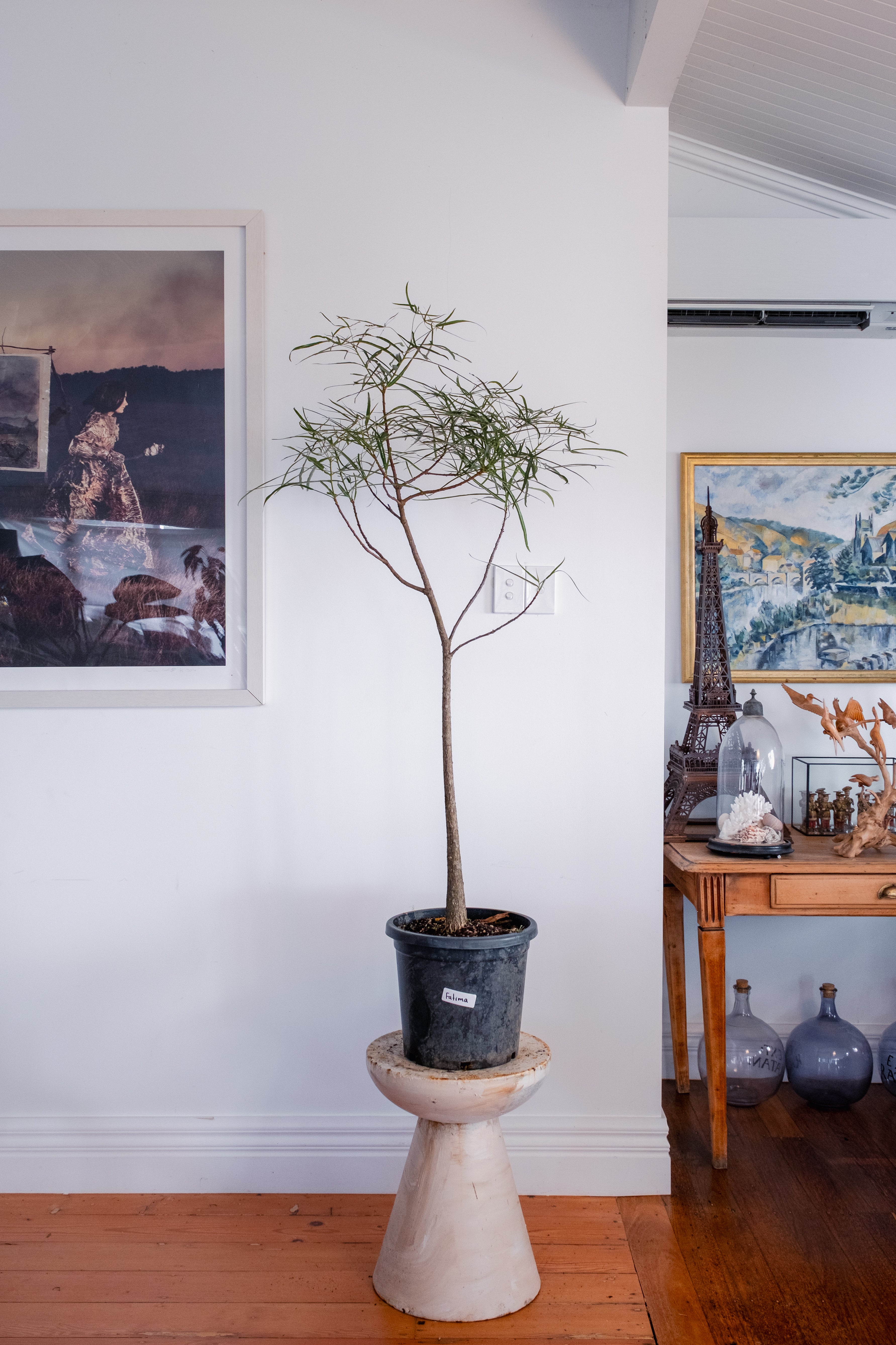 Bottle Tree / Brachychiton rupestris / Ø30cm / 1.5m tall / “Fatima”