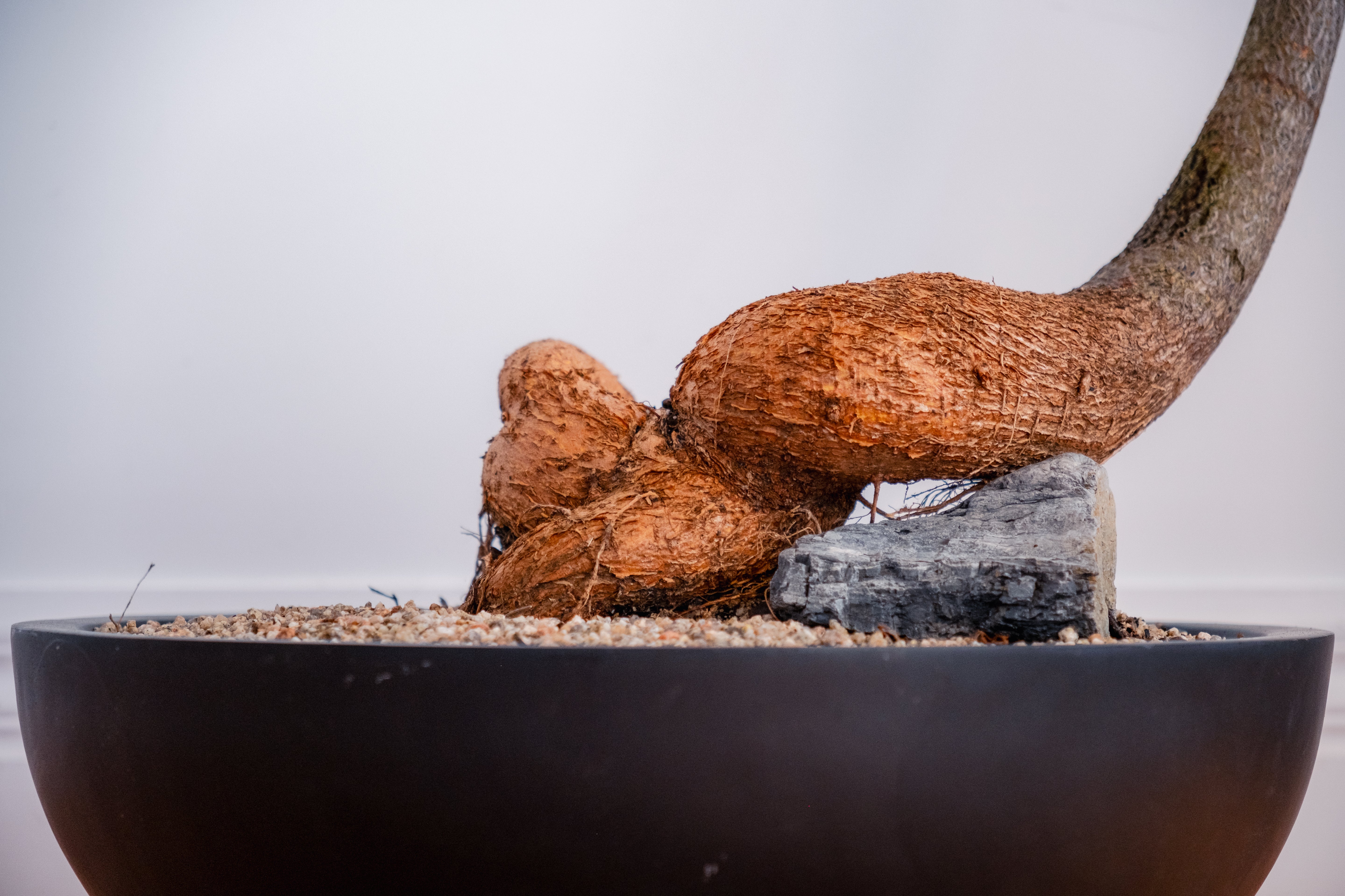 Bottle Tree (Brachychiton rupestris) in Matte Black Bowl Planter